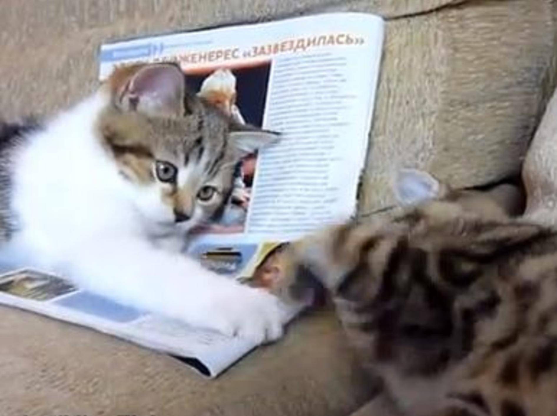 Süße Katzenbabys stellen ihr Rezept gegen Langeweile vor — Bild: Youtube / Funnycatsandnicefish