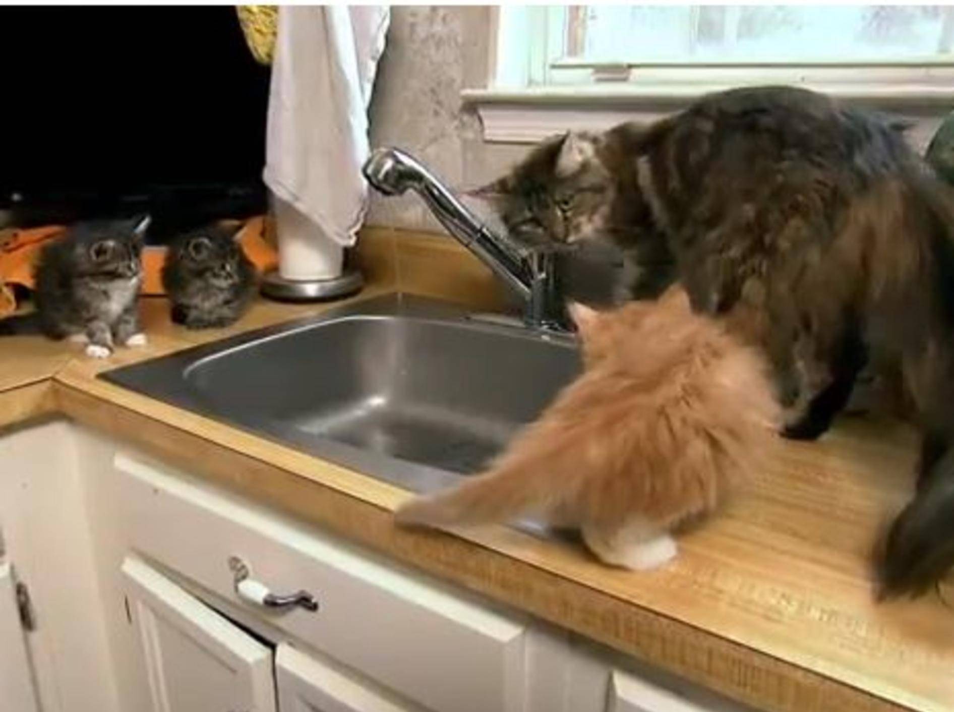Neugierige Maine-Coon-Kätzchen testen Wasser — Bild: Youtube / Animal Planet·