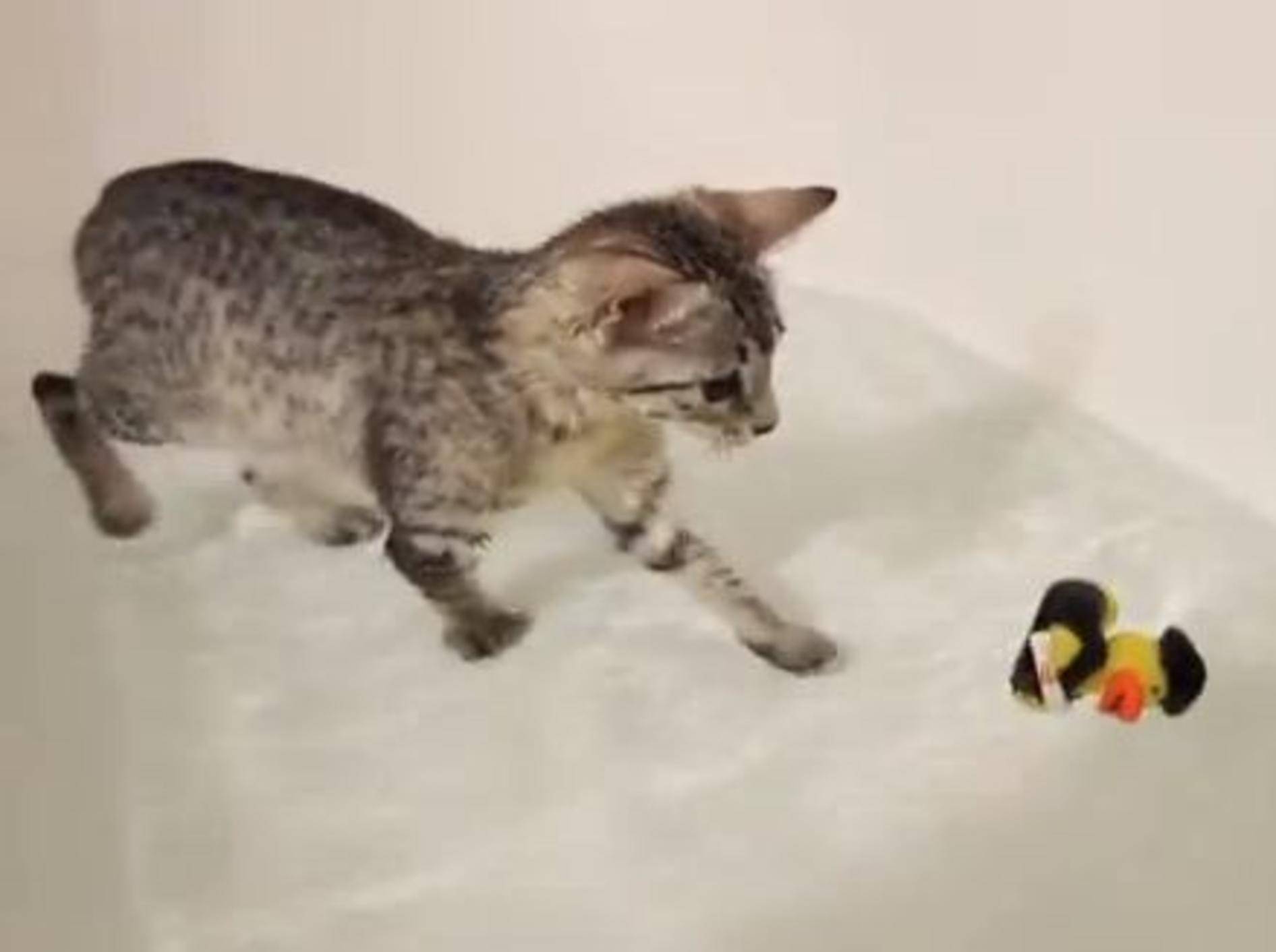 Erstaunliche Katze Nylah planscht im Wasser — Bild: Youtube / NylahKitty