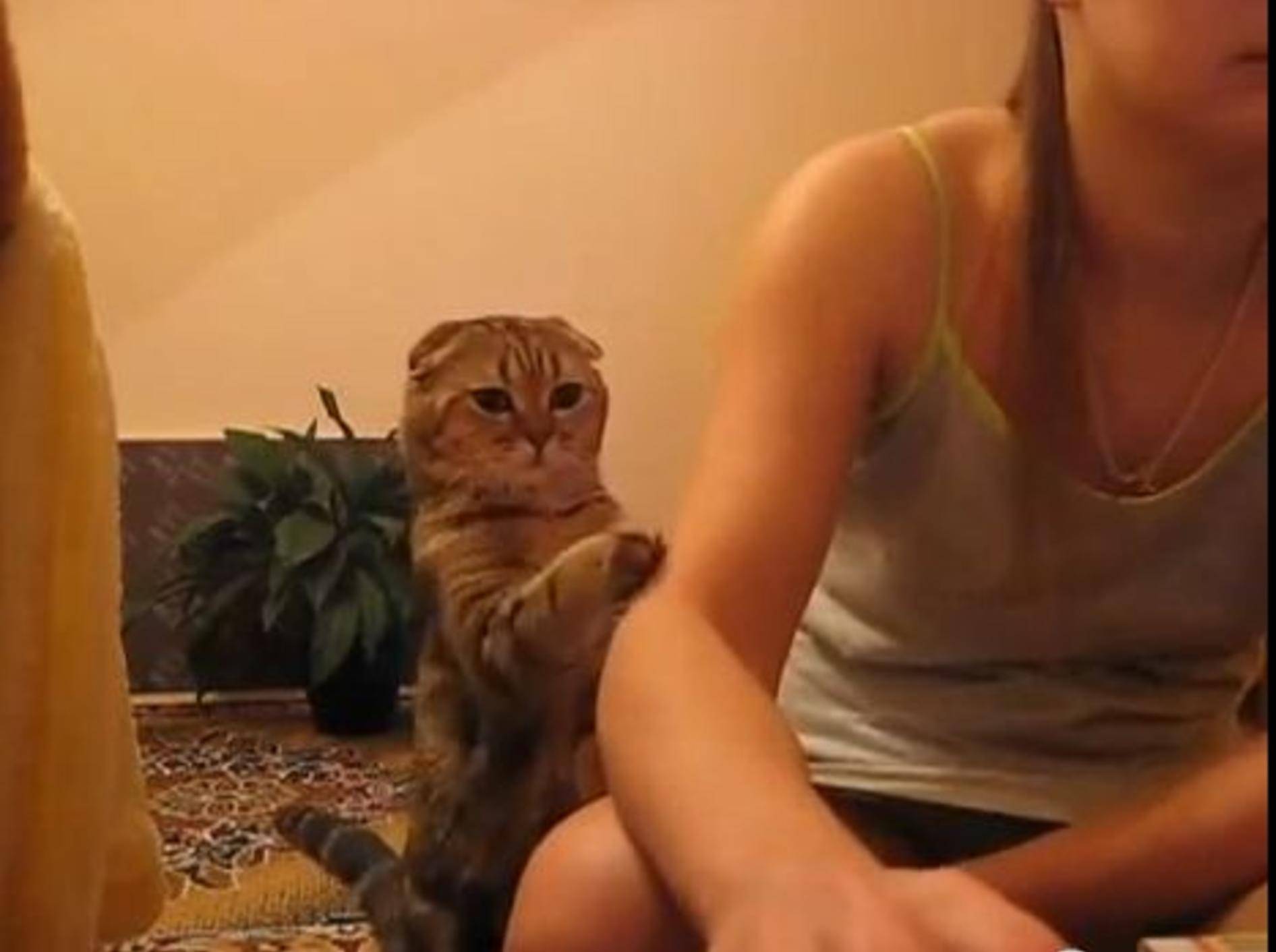 Verschmuste Katze braucht Kuscheleinheiten — Bild: Youtube / Mynameisavals