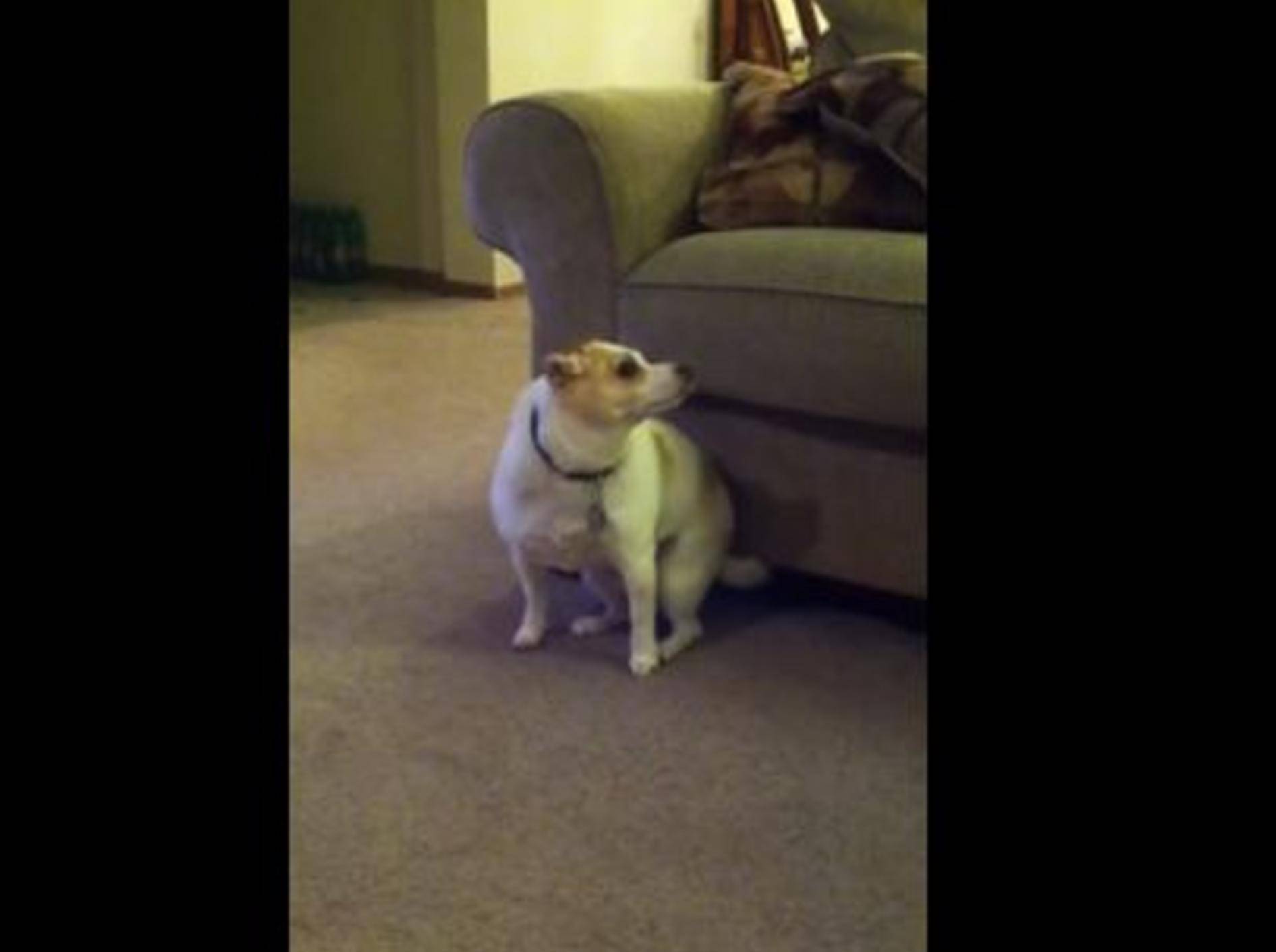 Süßer Hund hat Rhythmus im Blut — Bild: Youtube / pugzly77