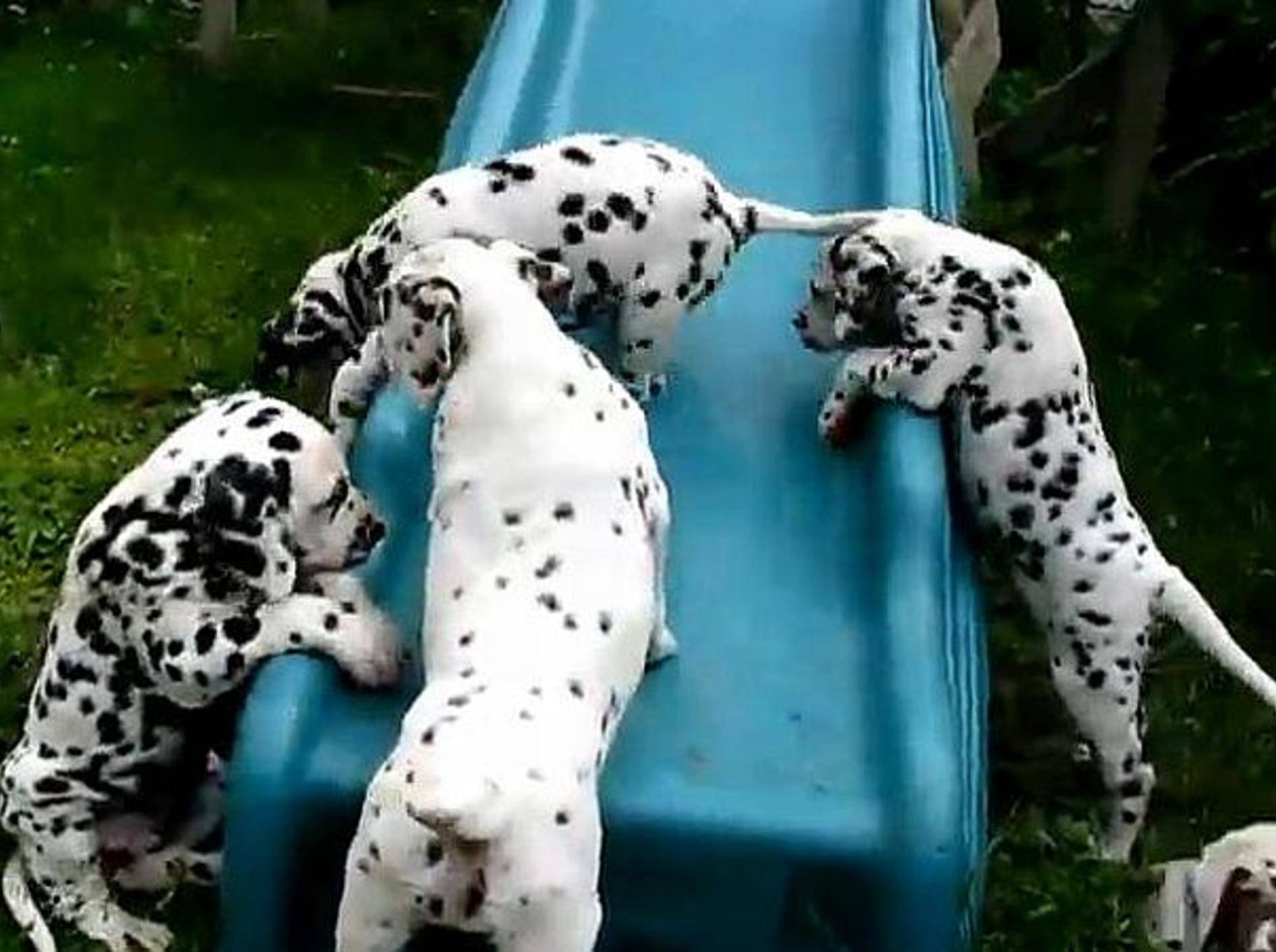hund-dalmatiner