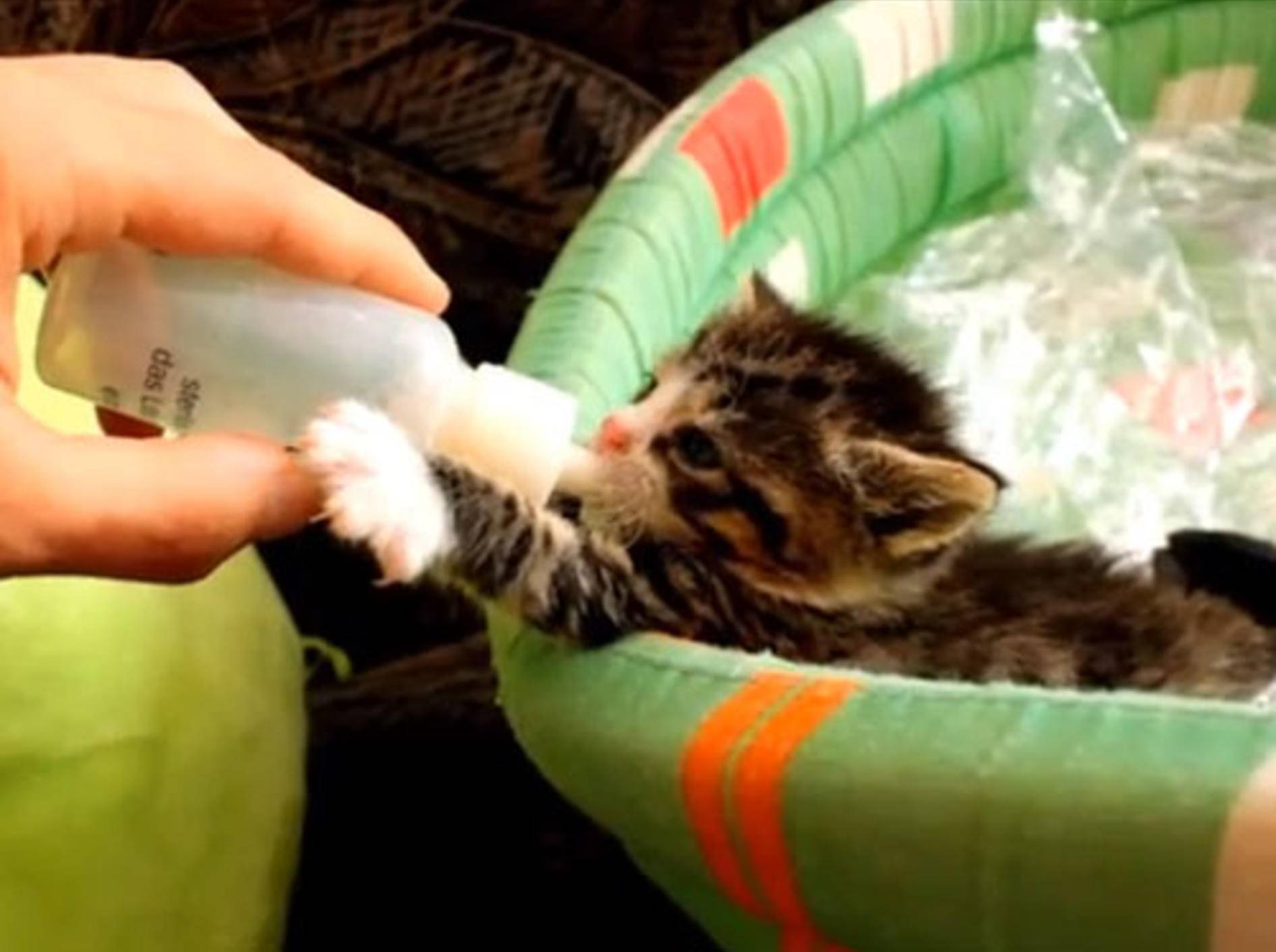 Zauberhaftes aus dem Leben eines Katzenbabys — Bild: Youtube / Krzysztof Smejlis