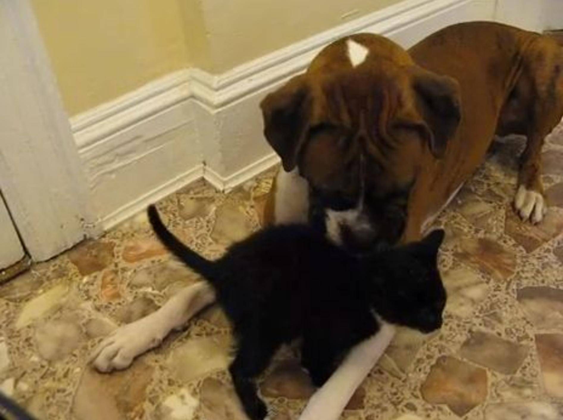 Herzlicher Empfang: Boxer trifft sein erstes Katzenbaby — Bild: Youtube / MrLennon310
