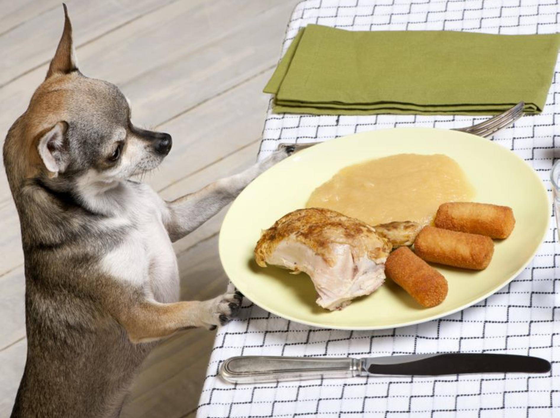 Lebensmittel, die Hunde nicht fressen sollten zu kennen ist wichtig — Bild: Shutterstock / Eric Isselee