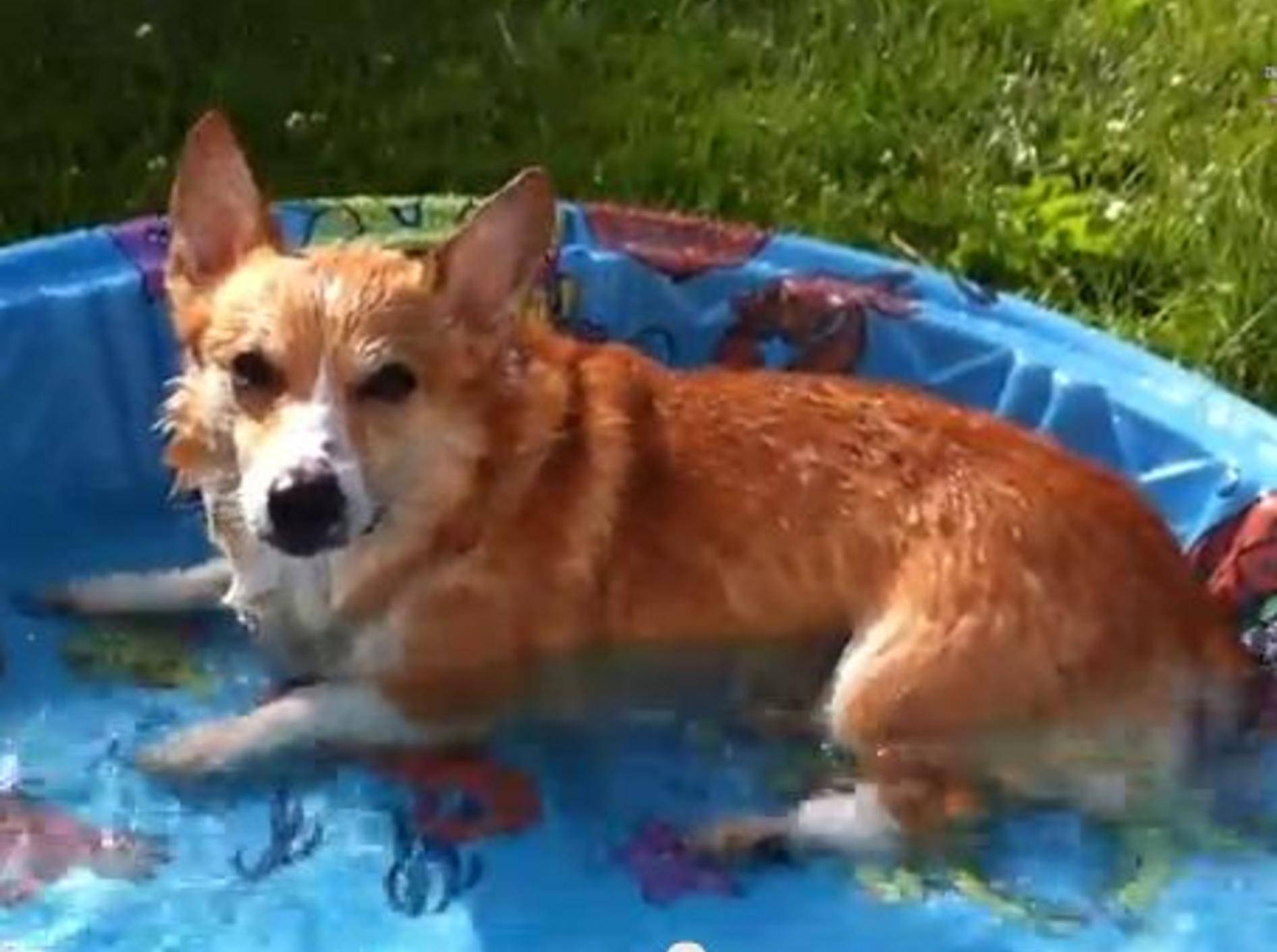 Auch Hunde planschen gern: Badespaß mit Corgi Dexter — Bild: Youtube / JanellesLife