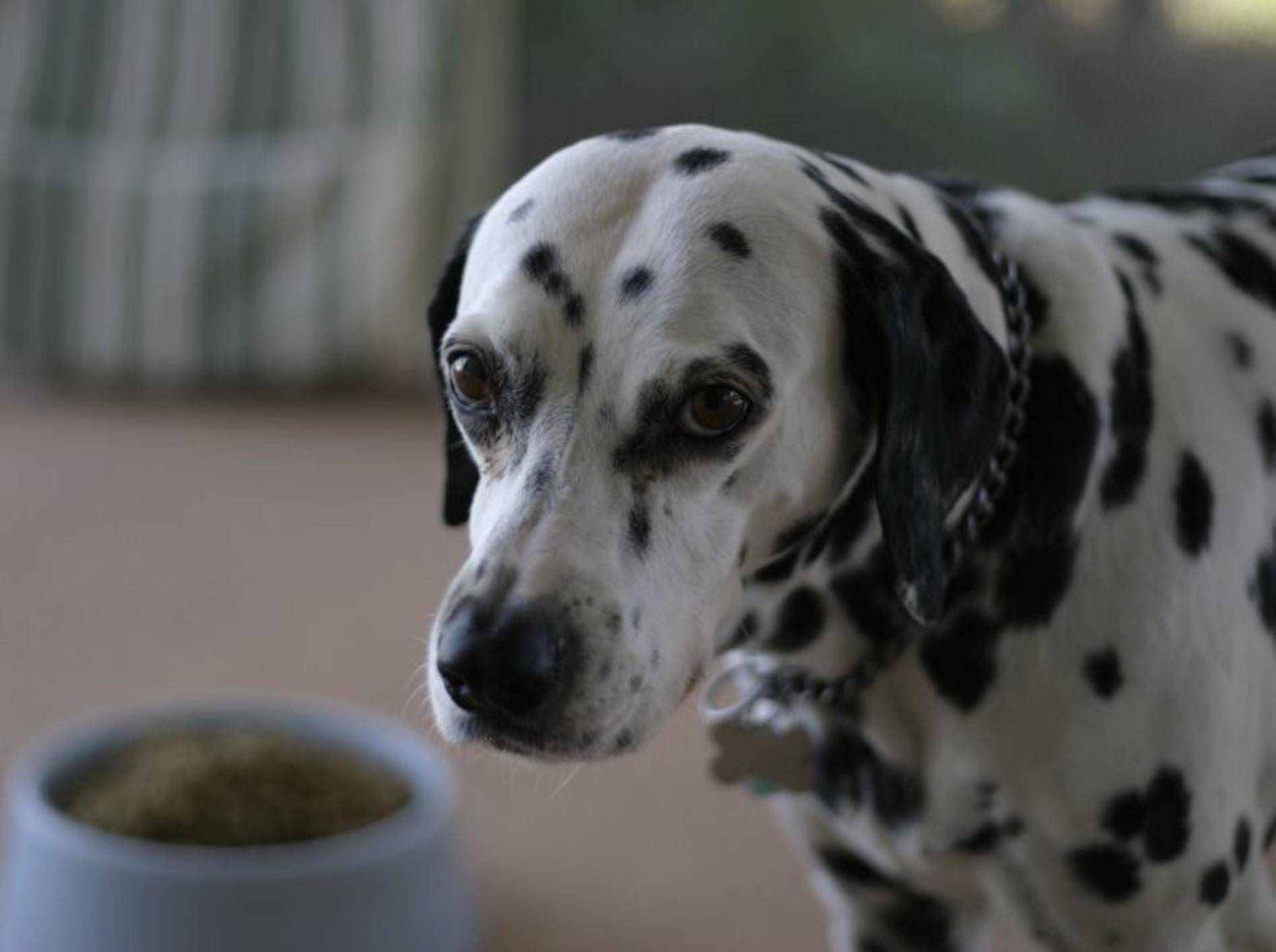 Dalmatiner-Hund-Trockenfutter
