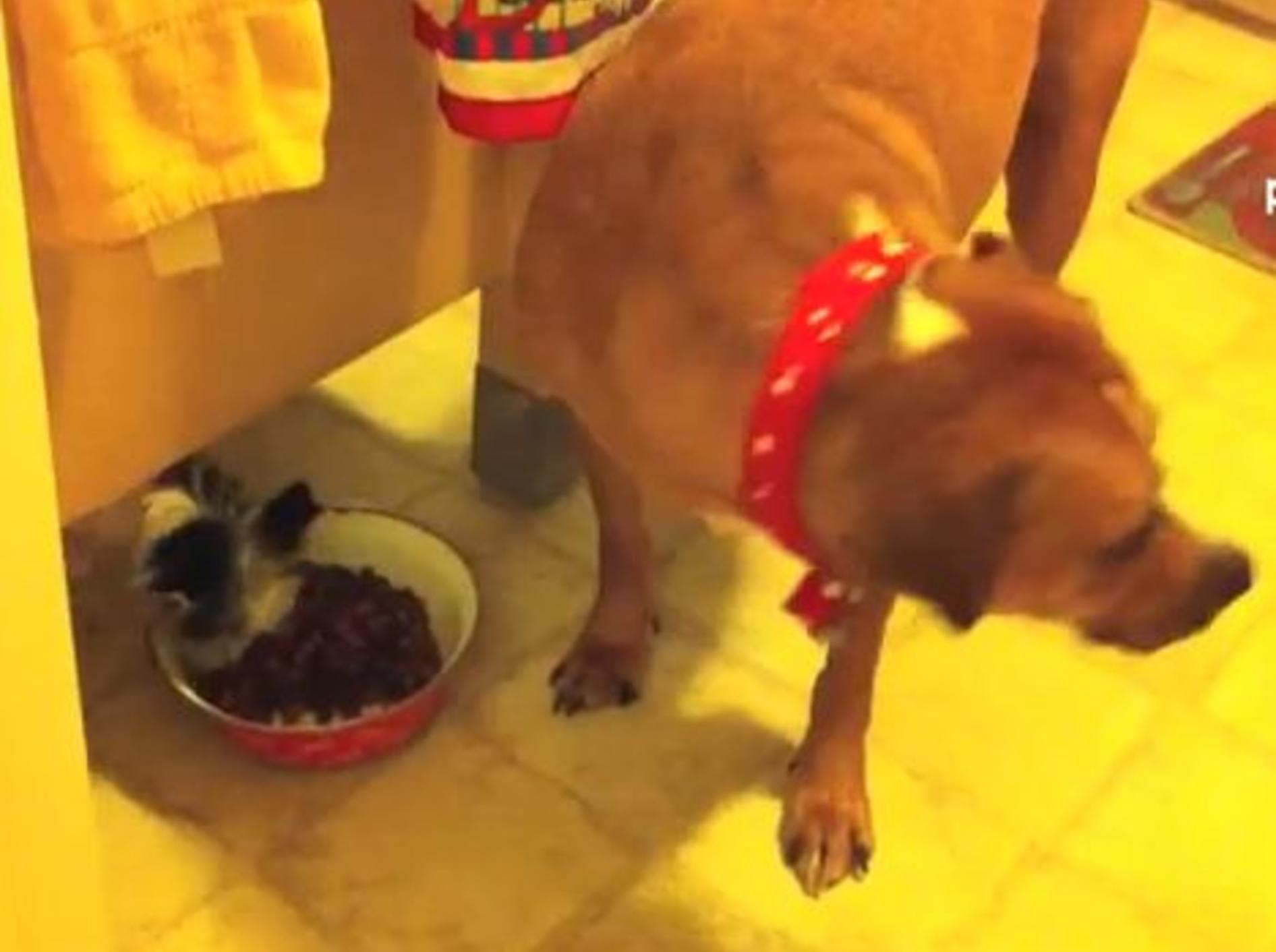 Kleiner Hund mopst großem Hund sein Essen — Bild: Youtube / PETSAMI