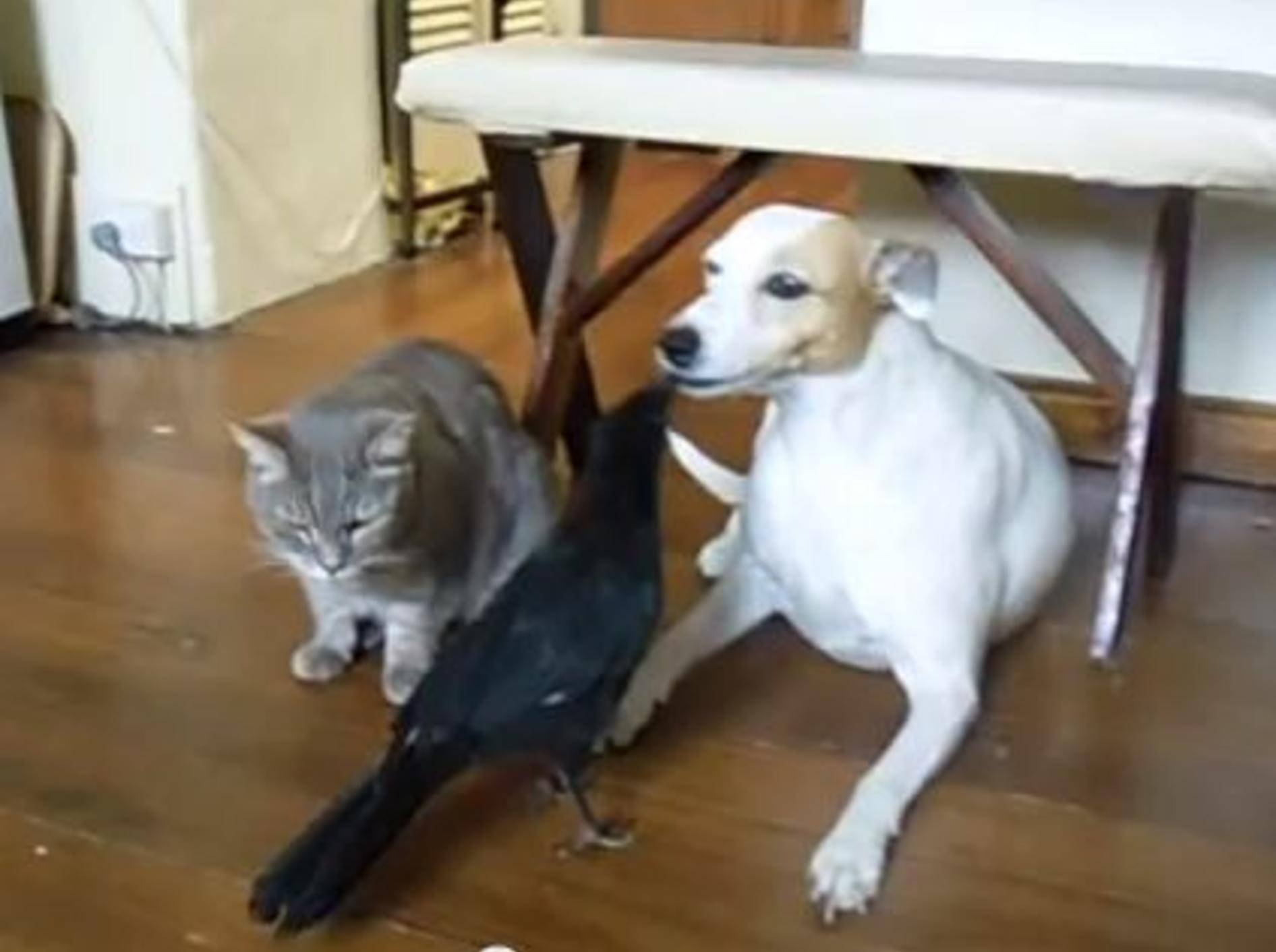 Seltener Anblick: Liebe Krähe füttert Hund und Katze — Bild: Youtube / Loz Westley