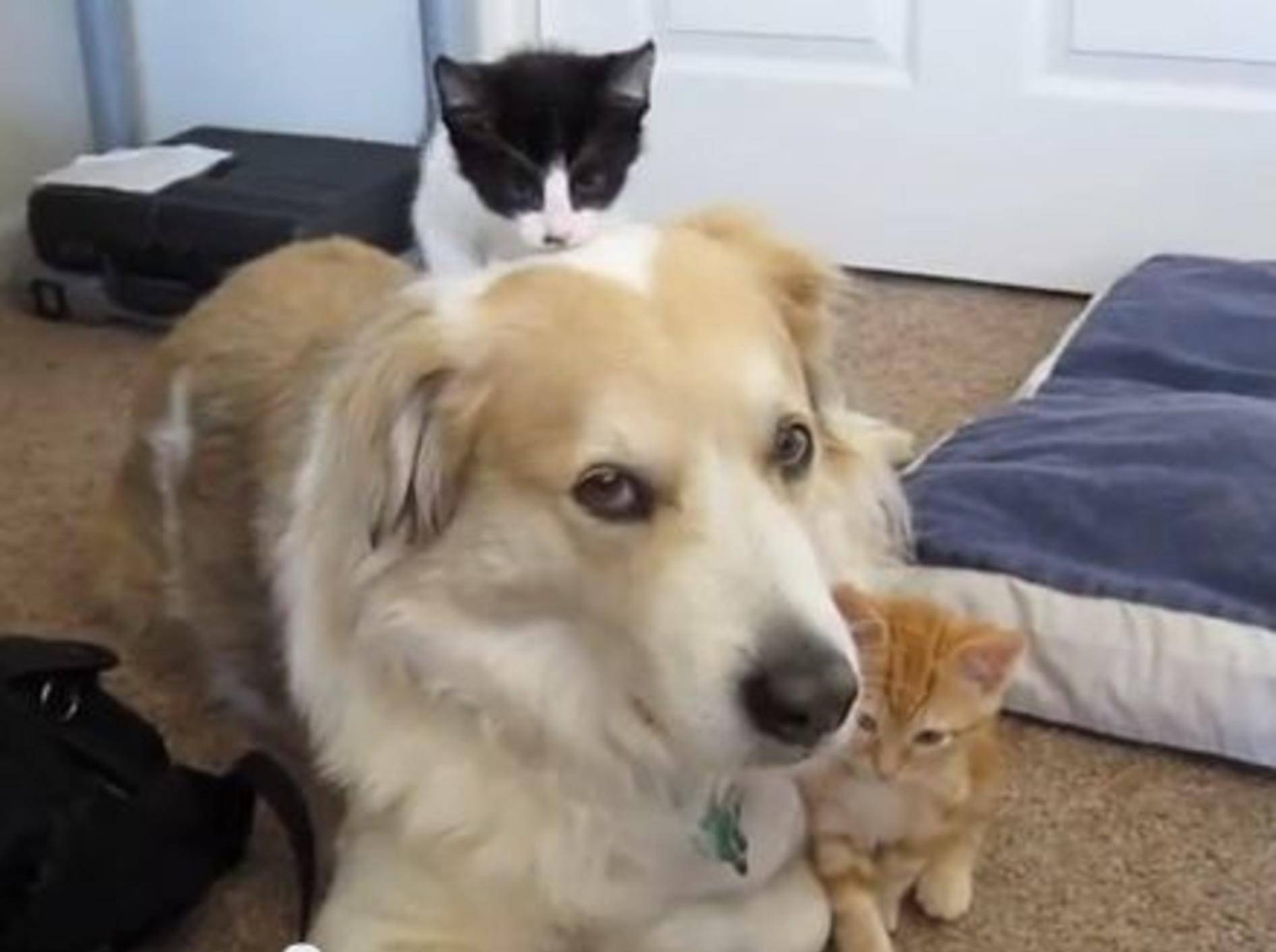 Geduldiger Hund spielt Babysitter für eine Katzenbande — Bild: Youtube / dcjanelle