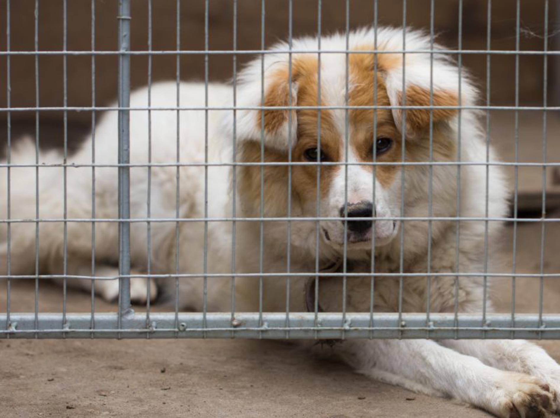 Hunde aus Spanien retten: Hilfe für Tiere in Not — Bild: Shutterstock / schankz