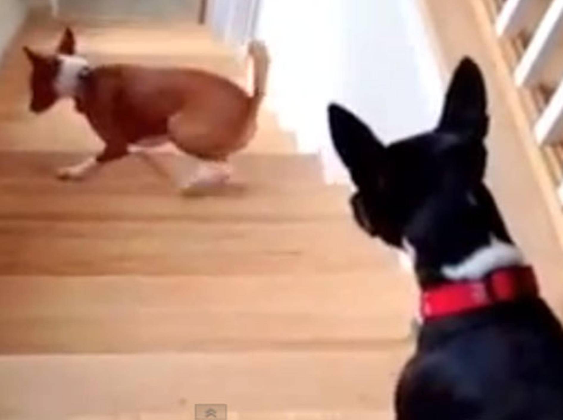 Einfallsreicher Hund zeigt Treppensteigen für Profis — Bild: Youtube / Charles Redden