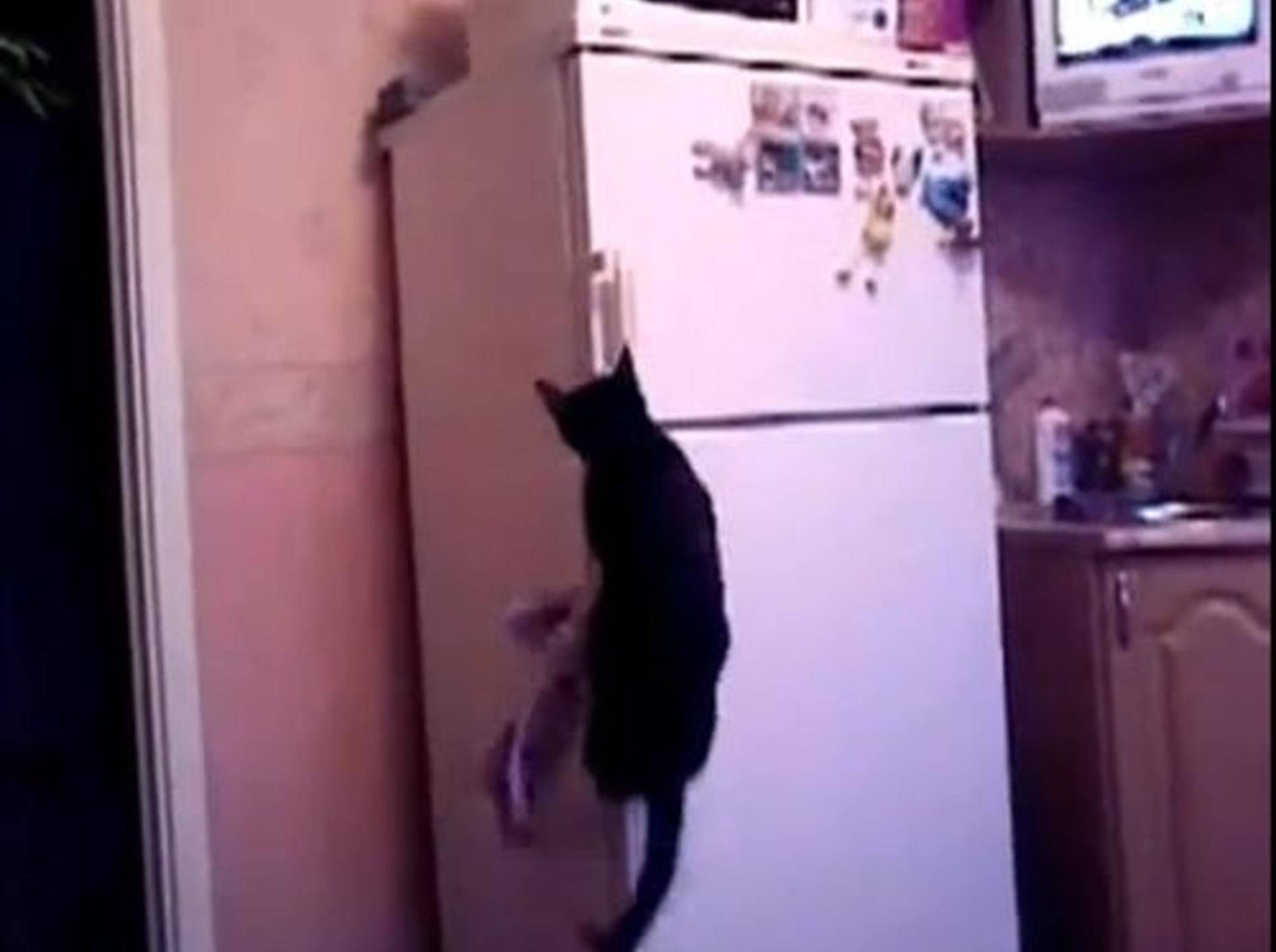 Indiana-Jones-Katze zeigt, wie man ein Eisfach öffnet — Bild: Youtube / kotenokmasha