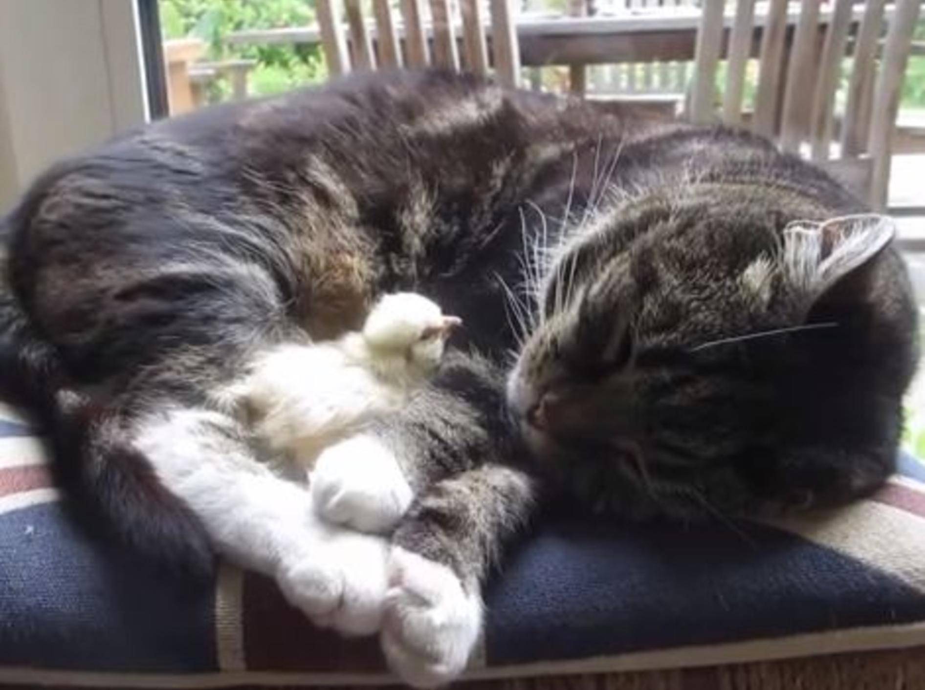 Katze spielt Kuschelkissen für ein süßes Küken — Bild: Youtube / tubbytubbytubtubs