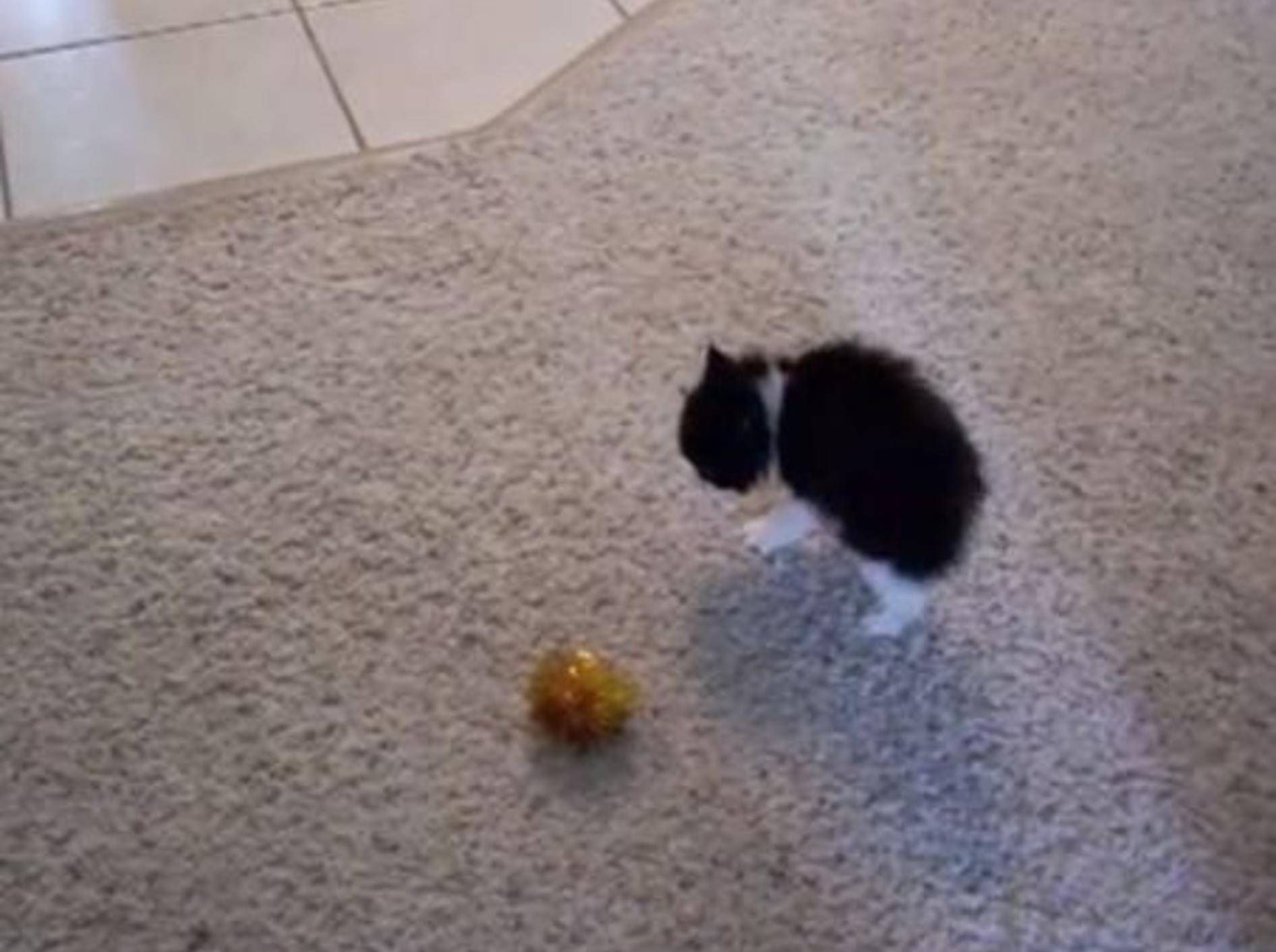 Lustiges Katzenbaby: Oh mein Gott, ein Ball! — Bild: Youtube / gtokh