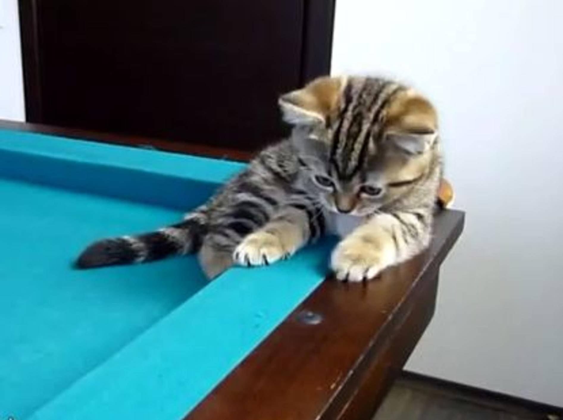 Süße Katzenbabys stürmen einen Billard-Tisch — Bild: Youtube / Funnycatsandnicefish