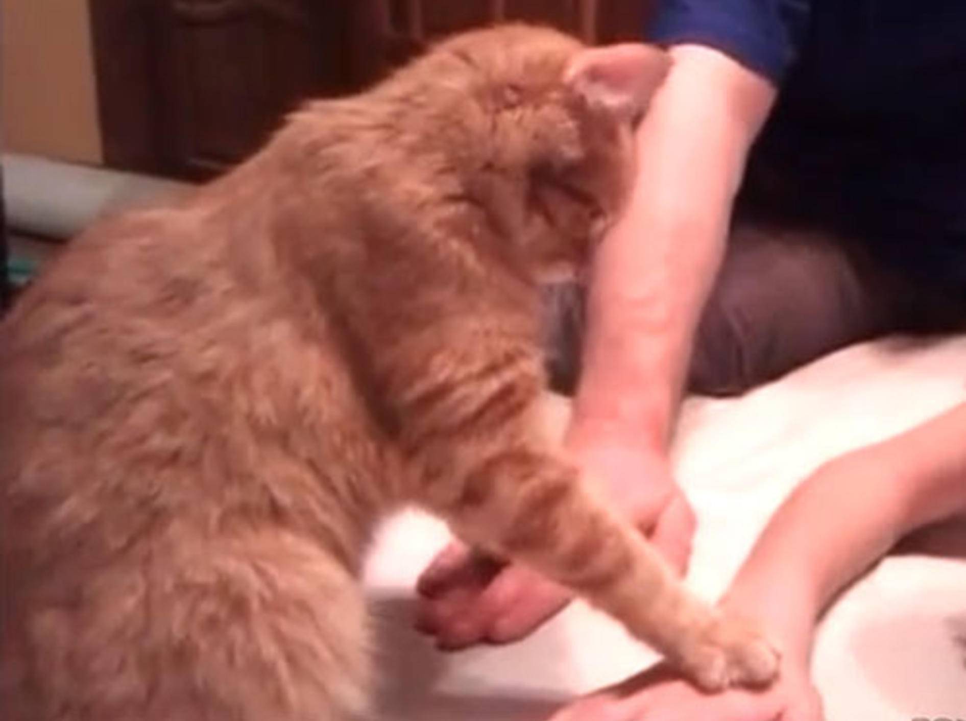 Katzen spielen das "Hände runter!"-Spiel — Bild: Youtube / ignoramusky