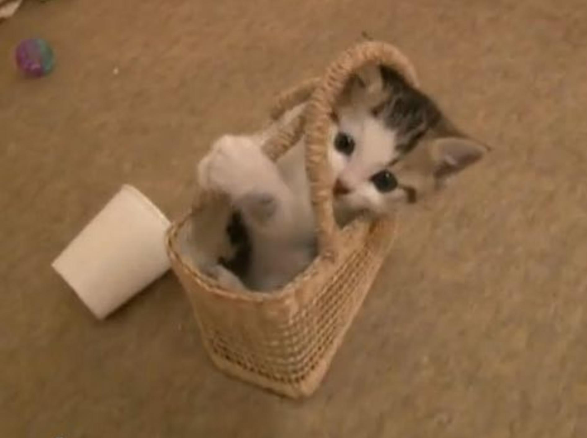 Knuffiges Katzenbaby liebt sein Körbchen über alles — Bild: Youtube / nijiirophoto