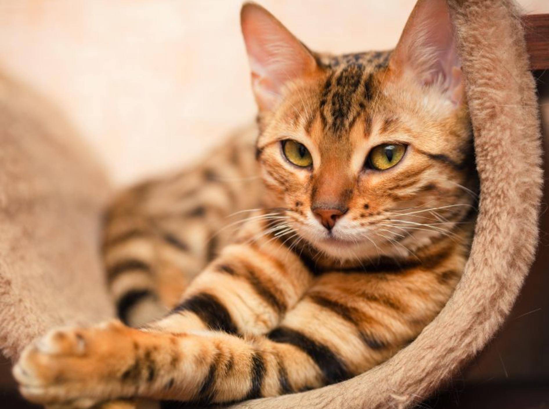 Für Katzenbesitzer: Vier Tipps gegen Möbelkratzen — Bild: Shutterstock / Shvaygert Ekaterina