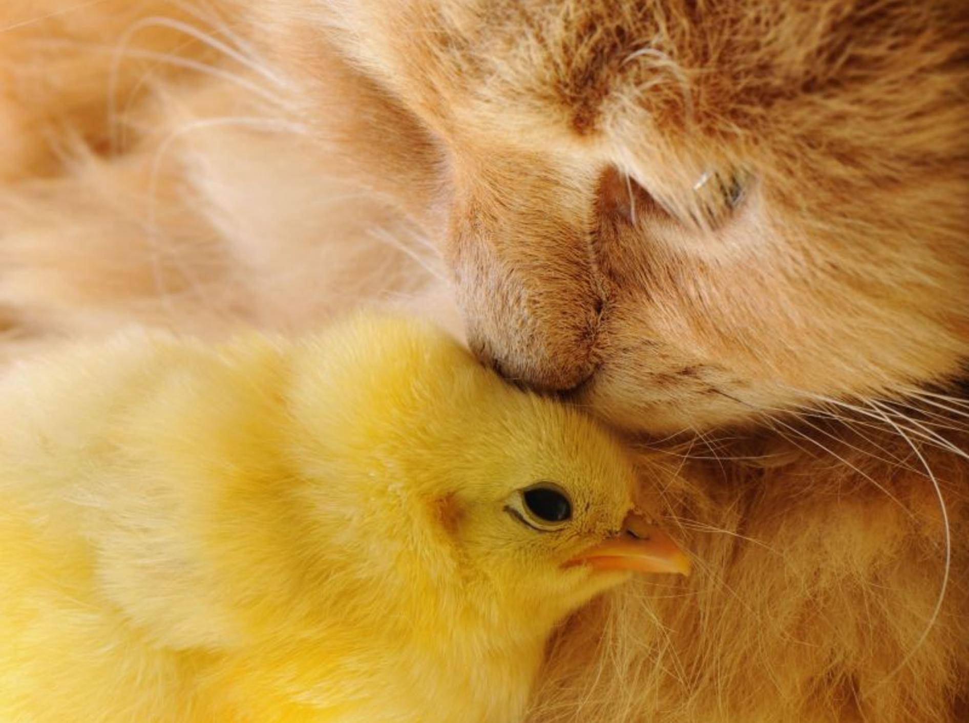 Bussi aufs Köpfchen! Freundschaft zwischen Küken und Katze — Bild: Shutterstock / Vinogradov Illya