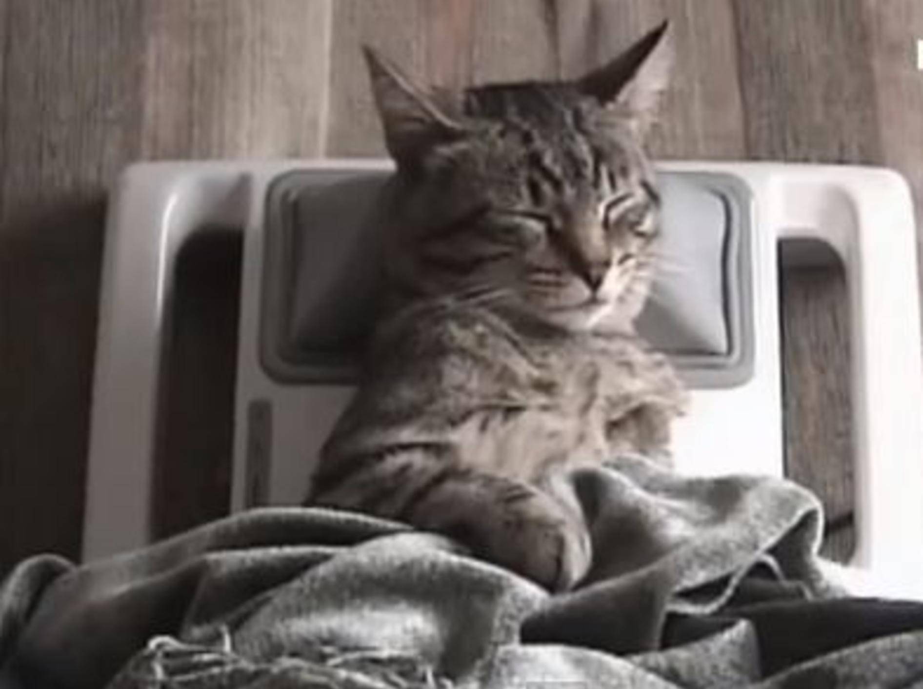 Gestresste Katze erholt sich von einem anstrengenden Tag — Bild: Youtube / PETSAMI