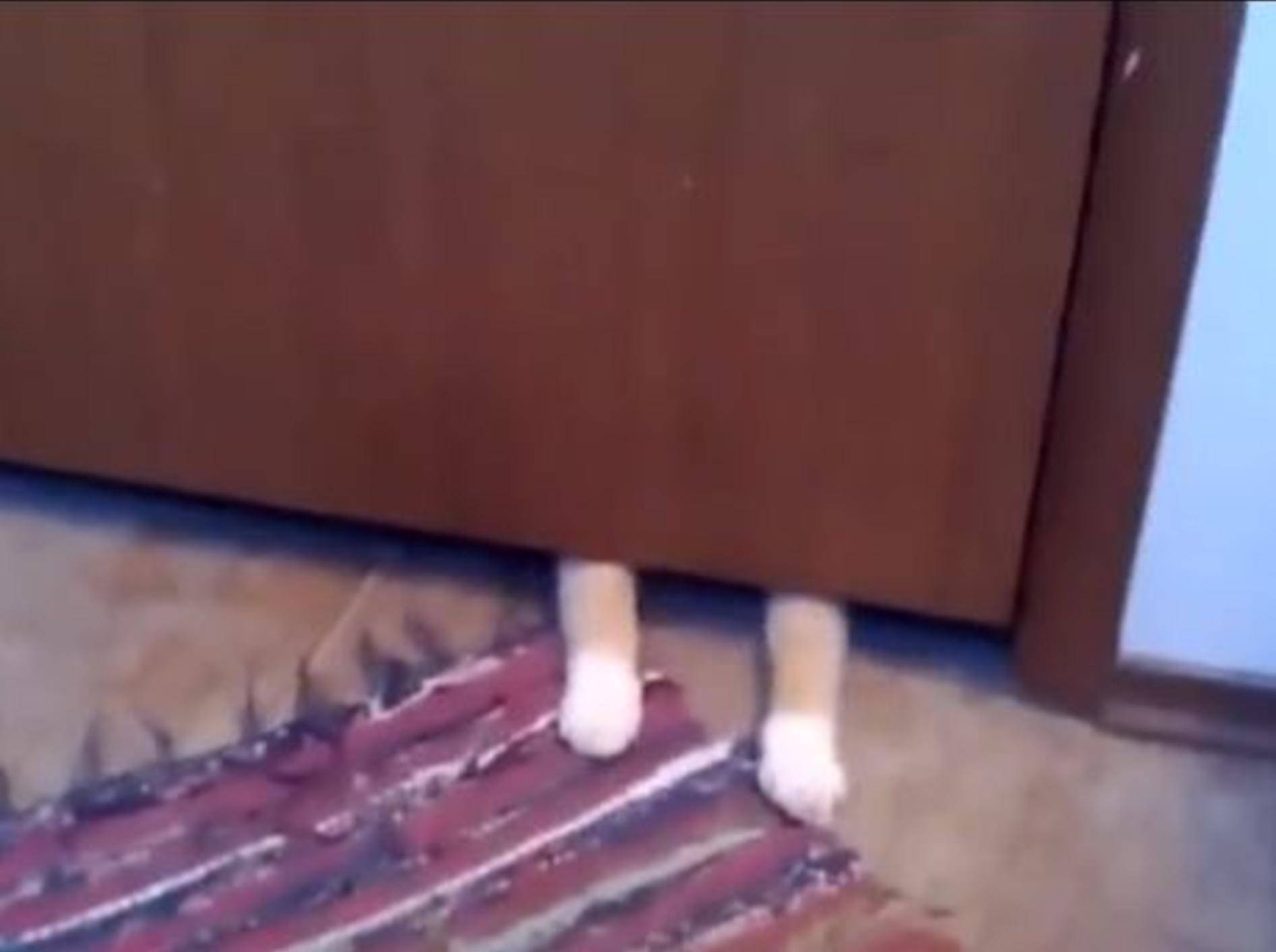 Ganz schön gewitzt: Katze klaut Teppich — Bild: Youtube / CatVideos2014
