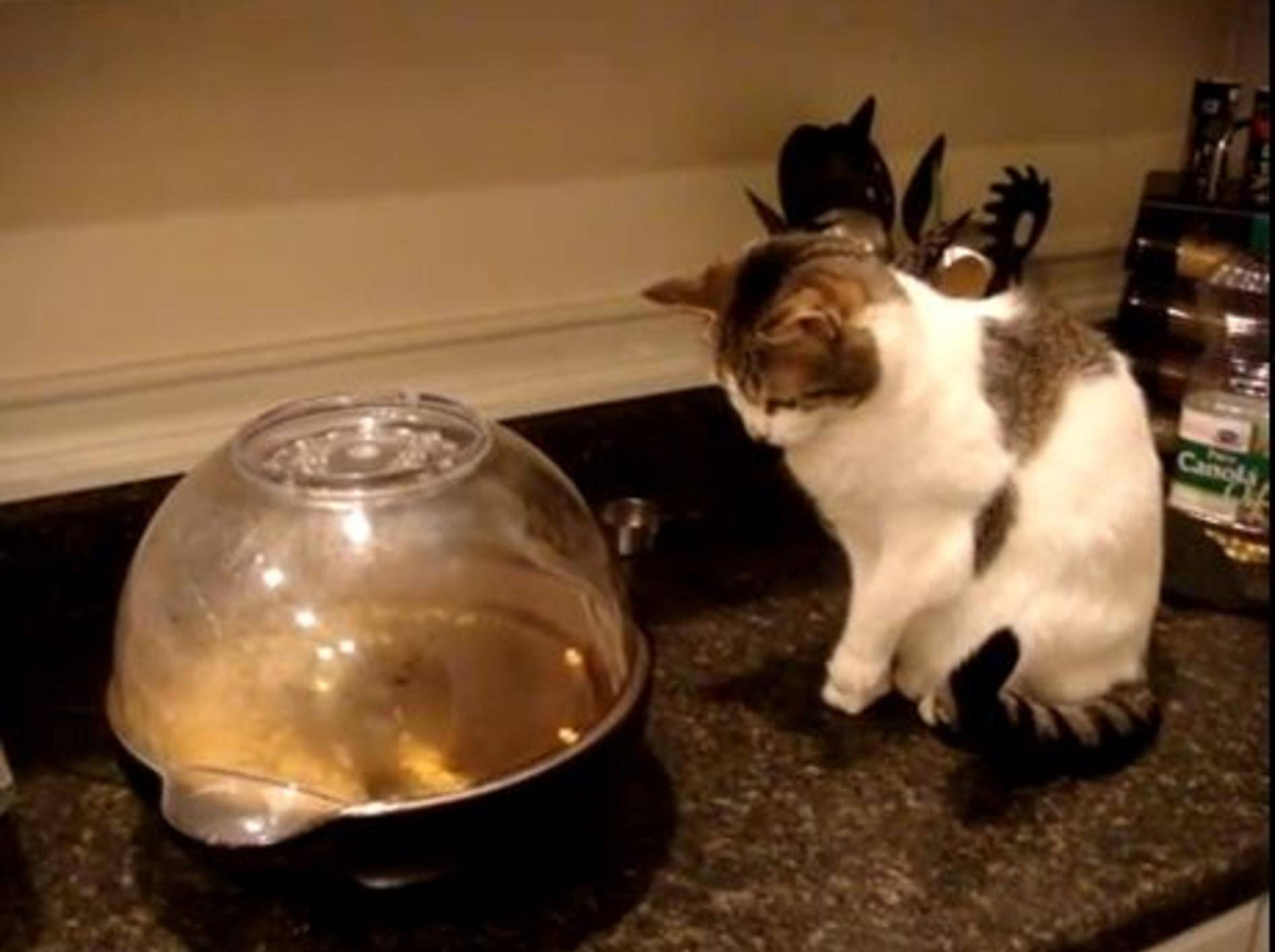 Das Kätzchen und die Popcornmaschine — Bild: Youtube / castrokj