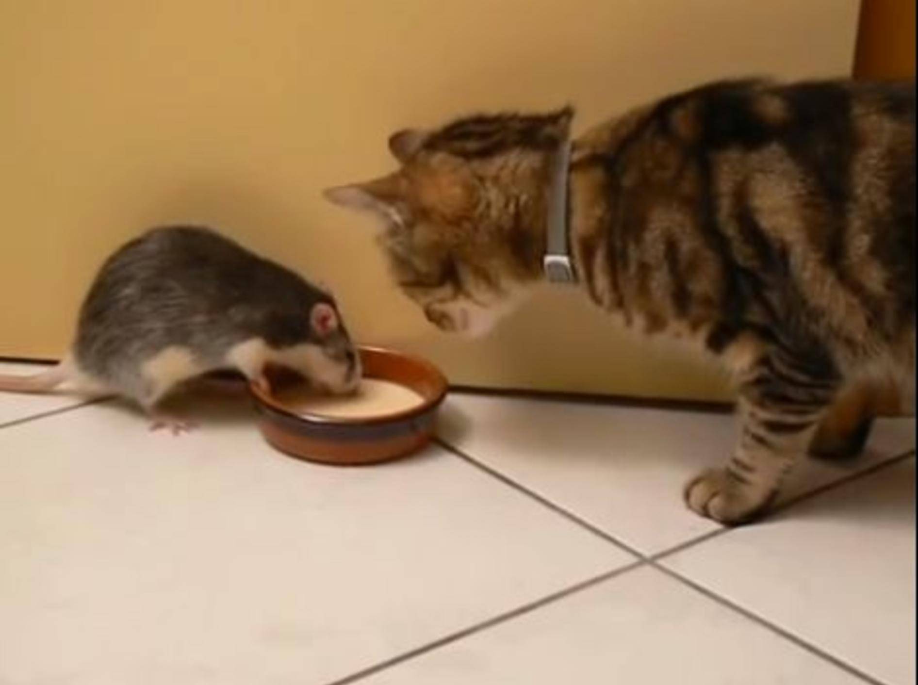 Keine Angst vor Katzen: Lustige Ratte teilt nicht gern — Bild: Youtube / alfyska
