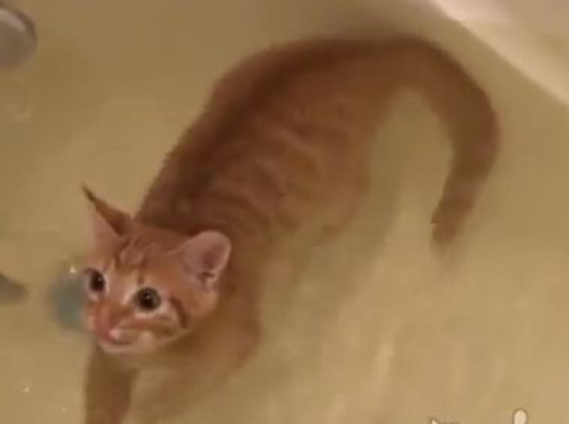 Schwimmende Katze: Wasserscheu? Ich doch nicht! — Bild. Youtube / ignoramusky