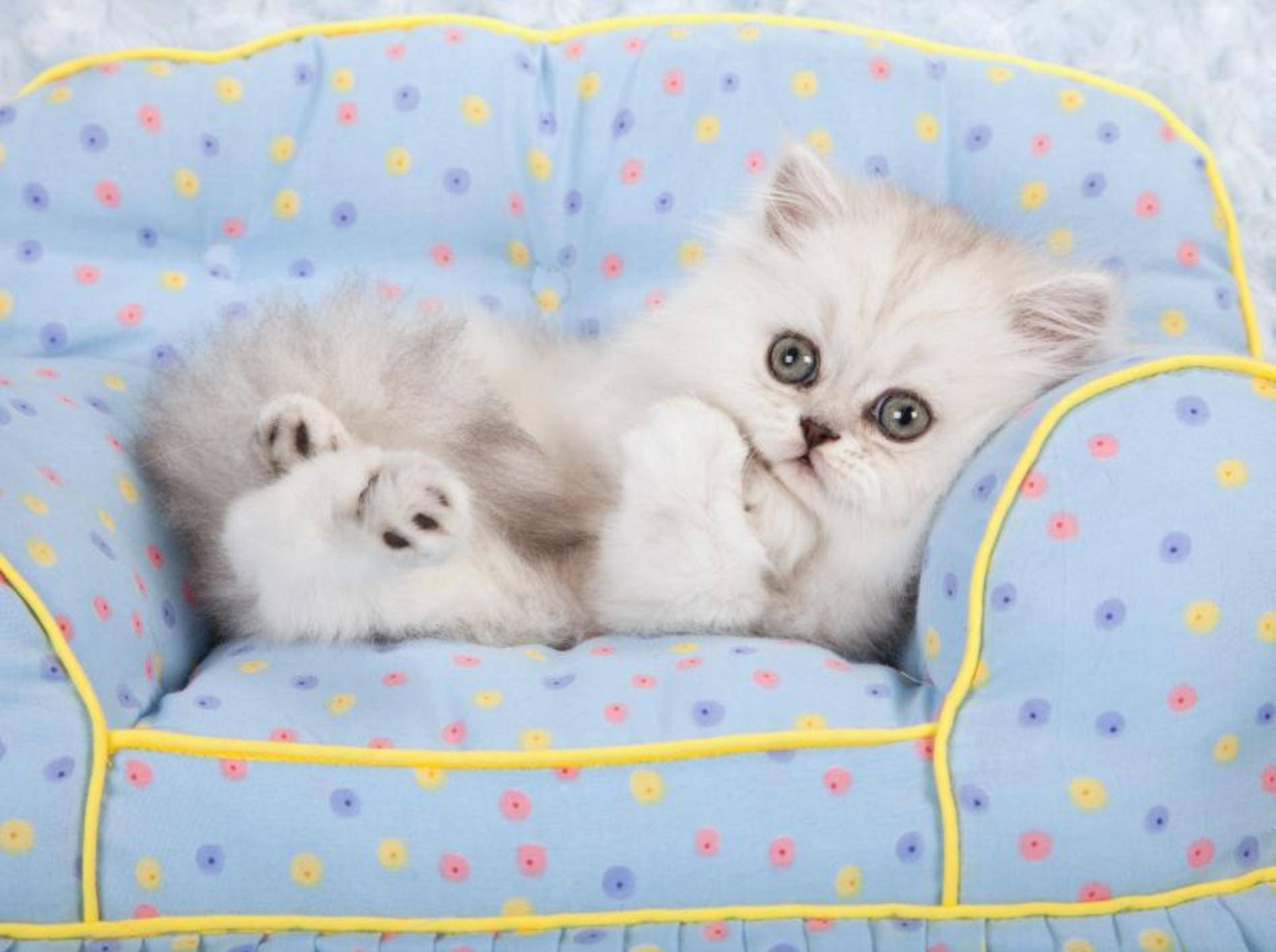 Katzen erfolgreich erziehen erfordert Geduld und Konsequenz — Bild: Shutterstock / Linn Currie