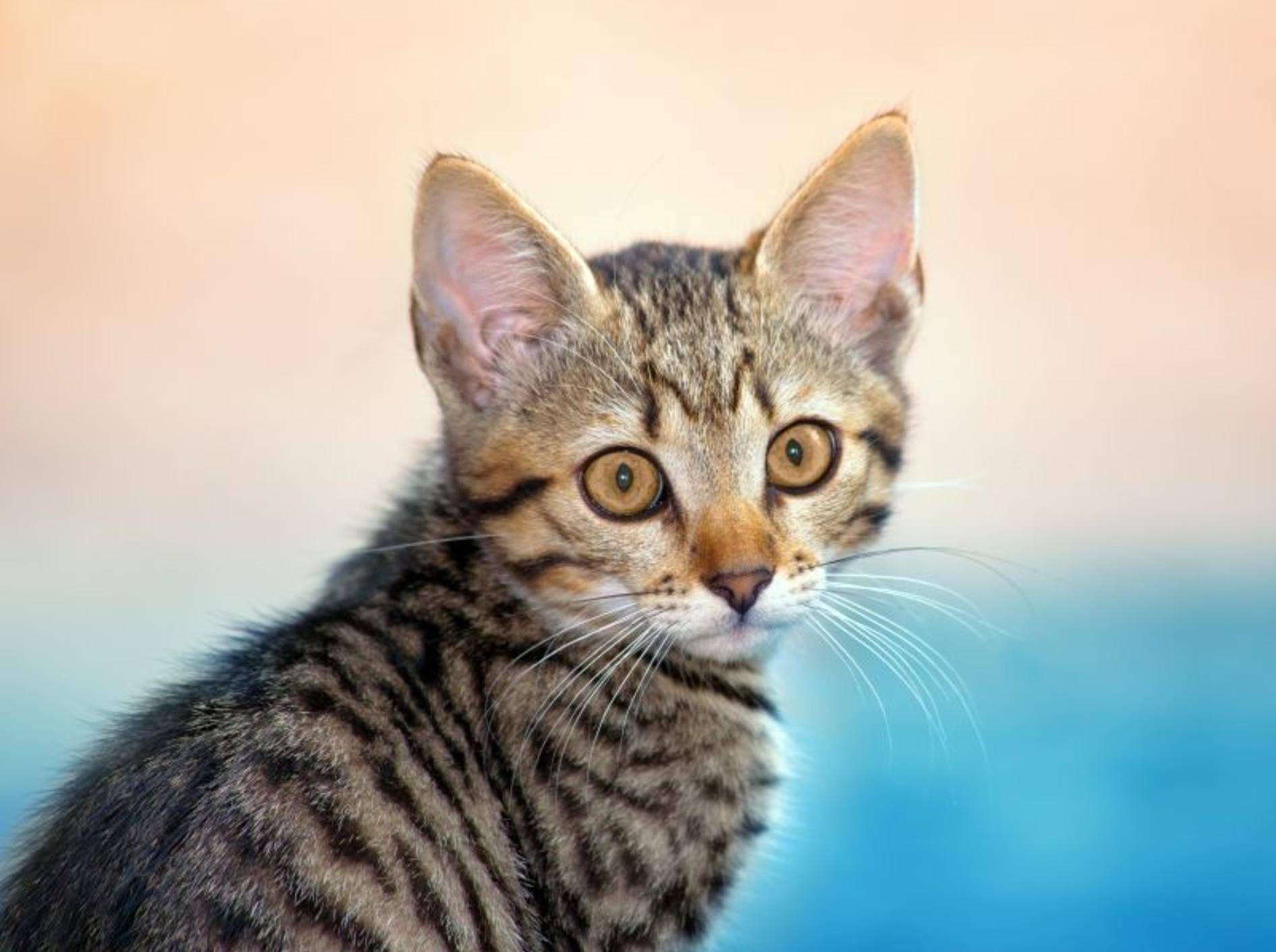 Freigänger-Katze: In der Dämmerung wird's aufregend — Bild: Shutterstock / vvvita