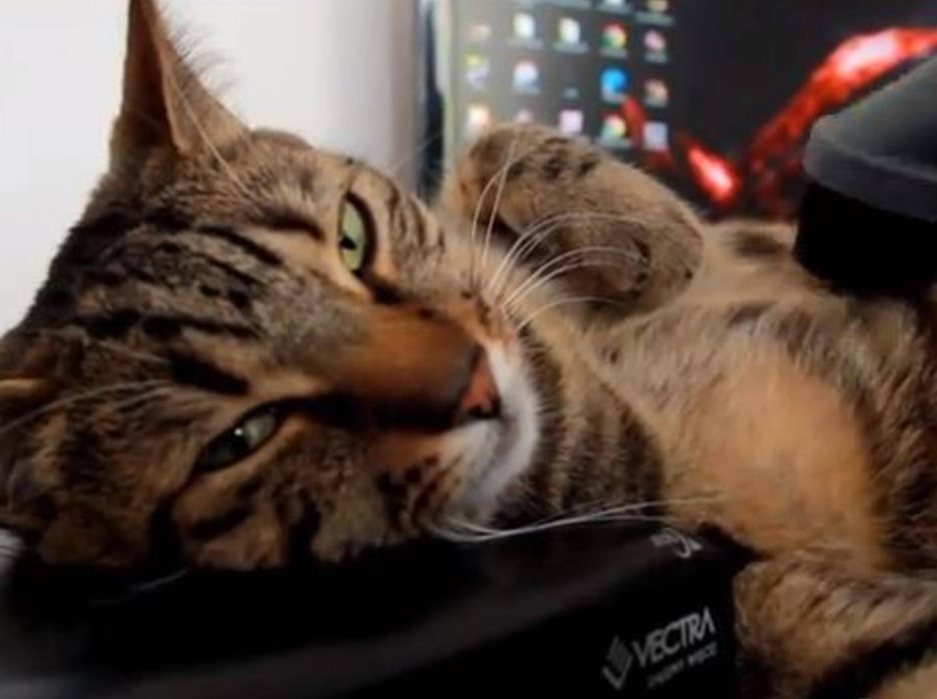 Die wohl coolste Katze der Welt genießt Streicheleinheit — Bild: Youtube / Krzysztof Smejlis