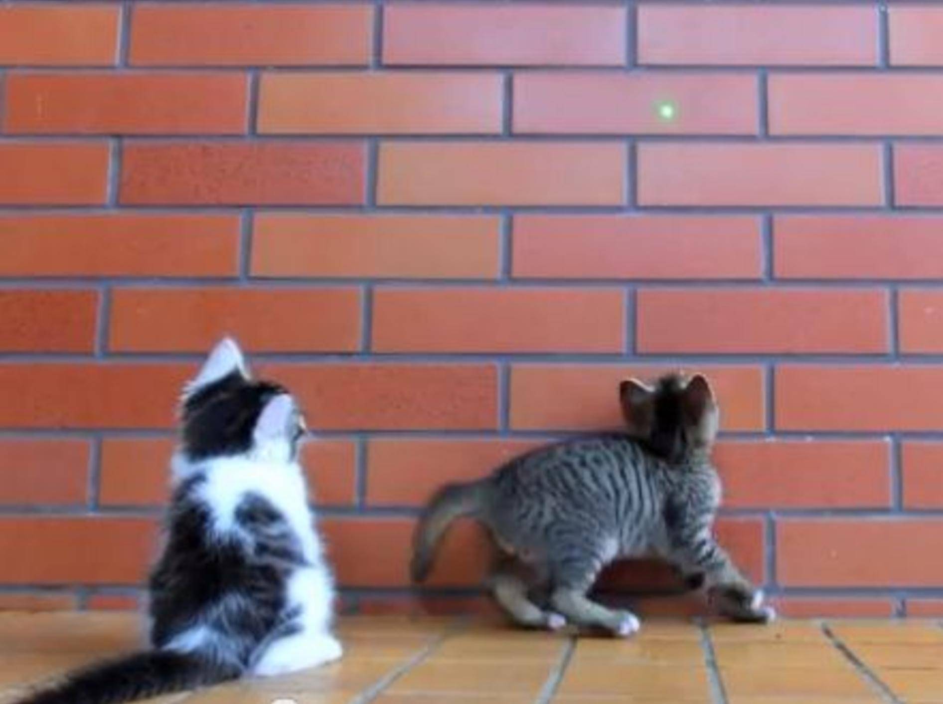 Lustiges Katzenbaby: He, lass mich mitspielen! — Bild: Youtube / SKYtomo