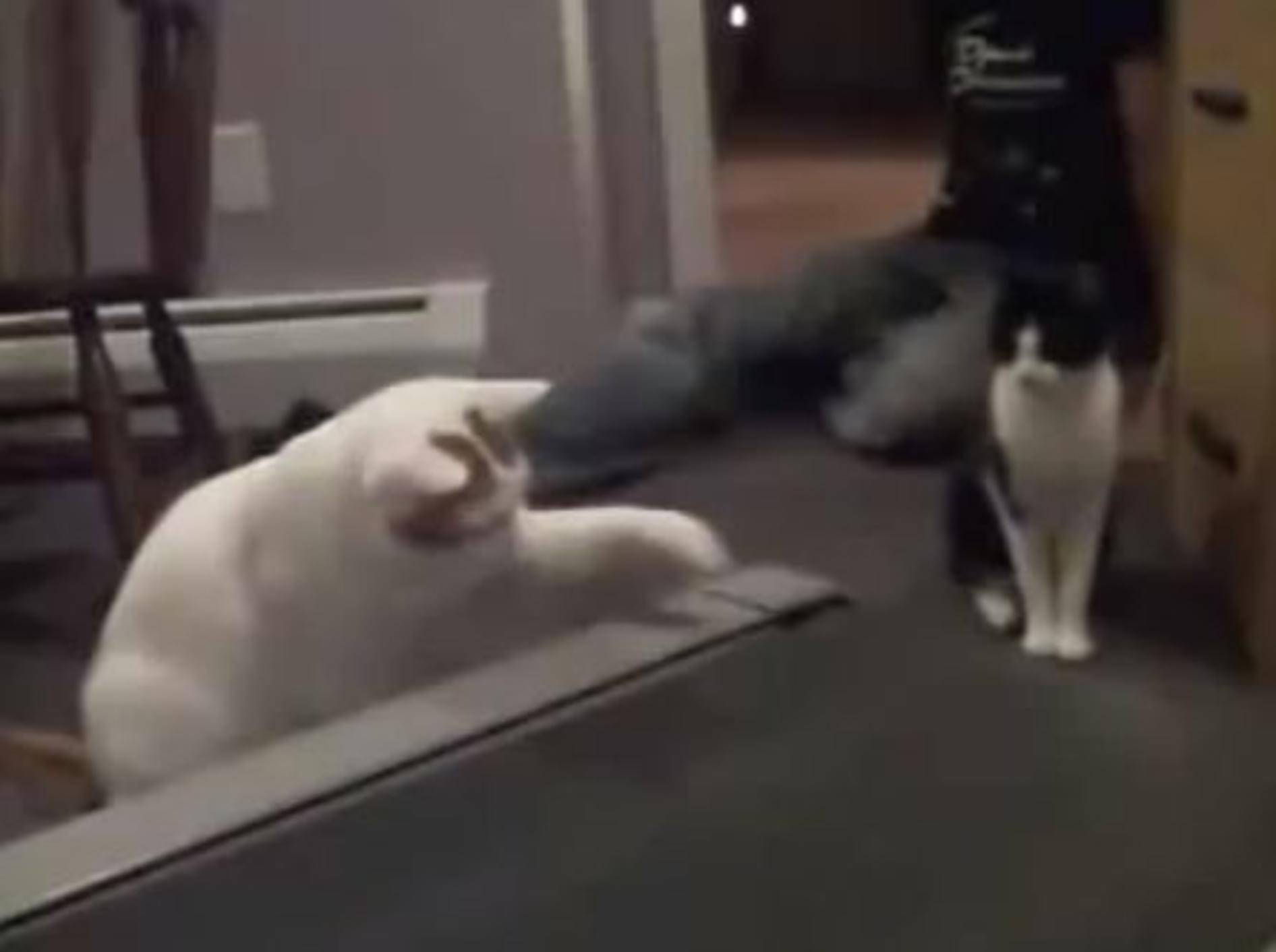 Katzen zeigen, wie man ein Laufband testet — Bild: Youtube / lolyopl