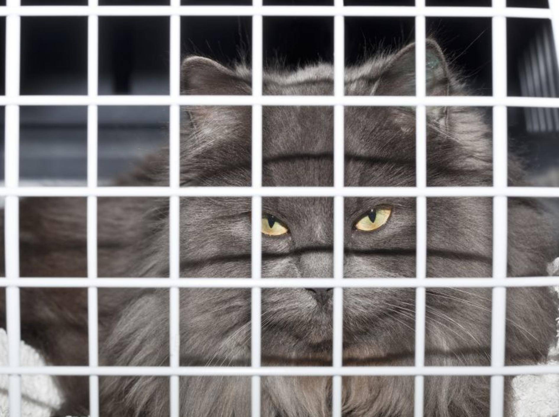 Gestalten Sie Ihrer Katze den Aufenthalt in der Transportbox so angenehm wie möglich — Bild: Shutterstock / Henrik Larsson
