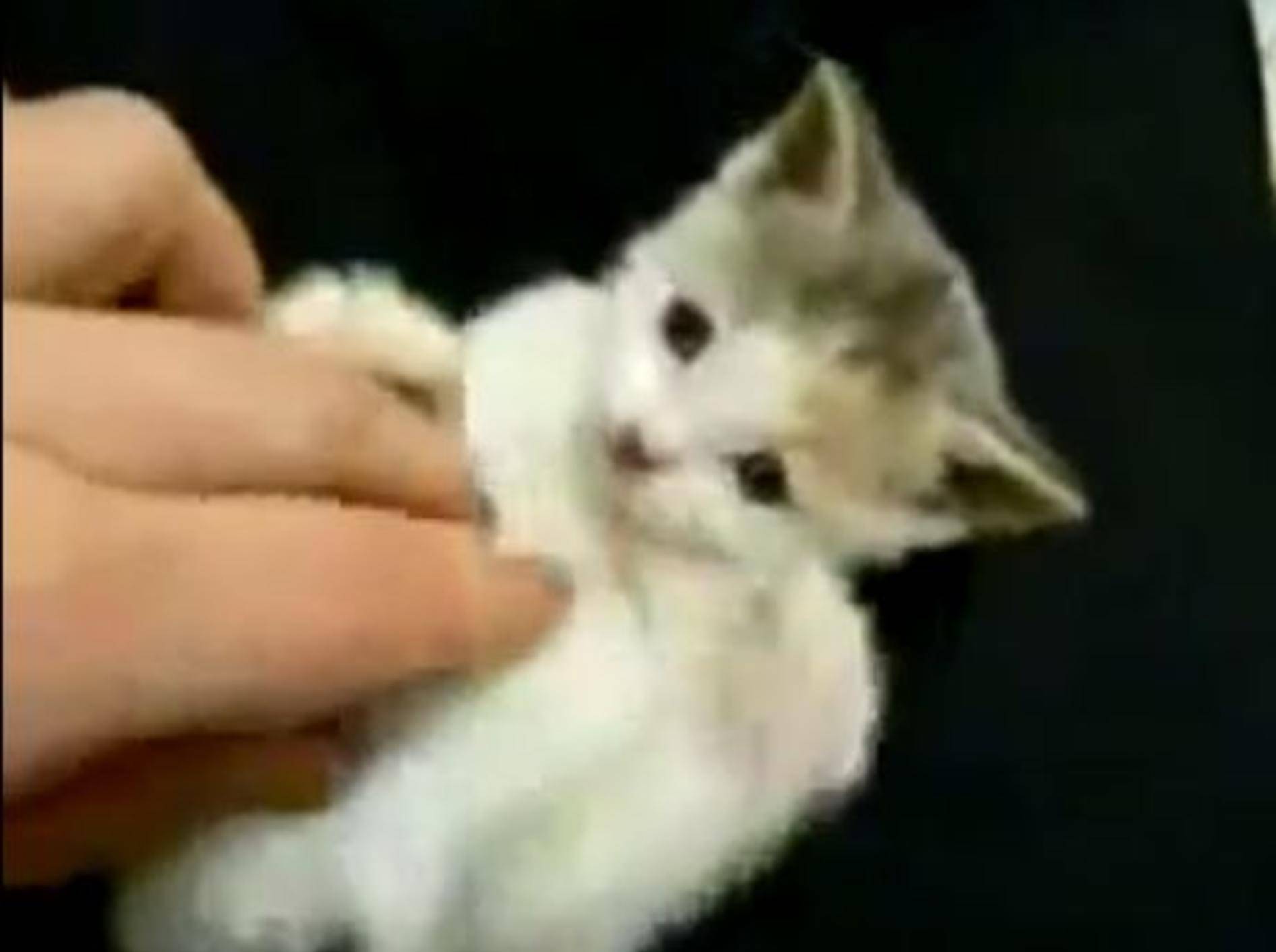 Kitzeliges Katzenbaby: Zu süß um wahr zu sein — Bild: Youtube / w0nderd0ve