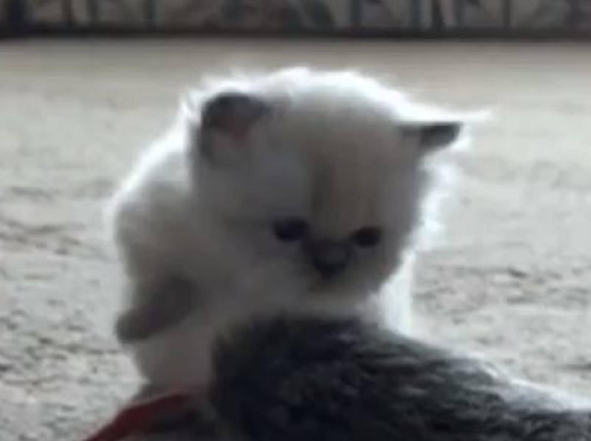 Spielstunde mit Perser-Katzenbaby Mousey — Bild: Youtube / ShallAdoreCats