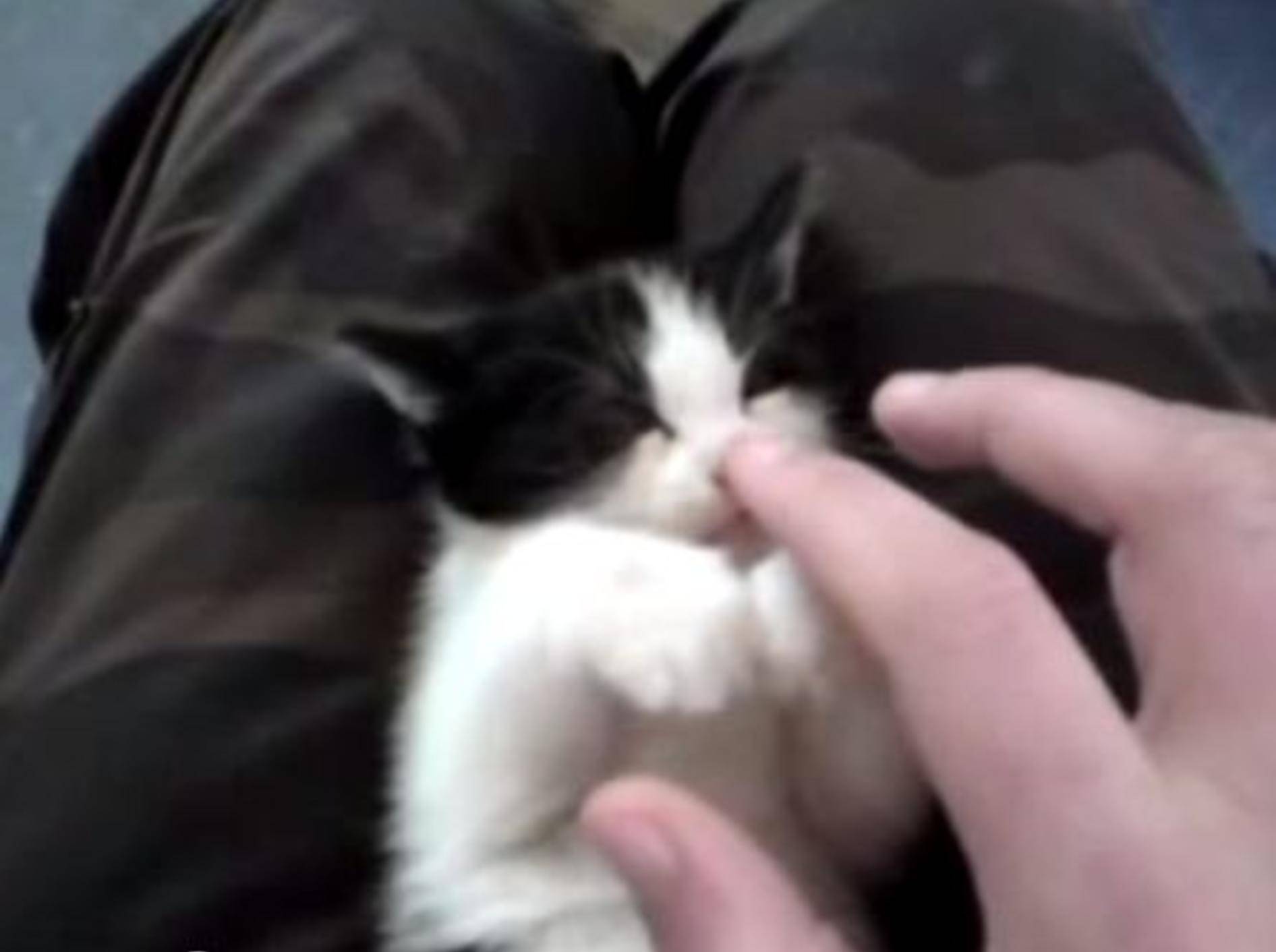 Wie man ein Mini-Kätzchen zum Einschlafen bringt — Bild: Youtube / whiteyy2k6