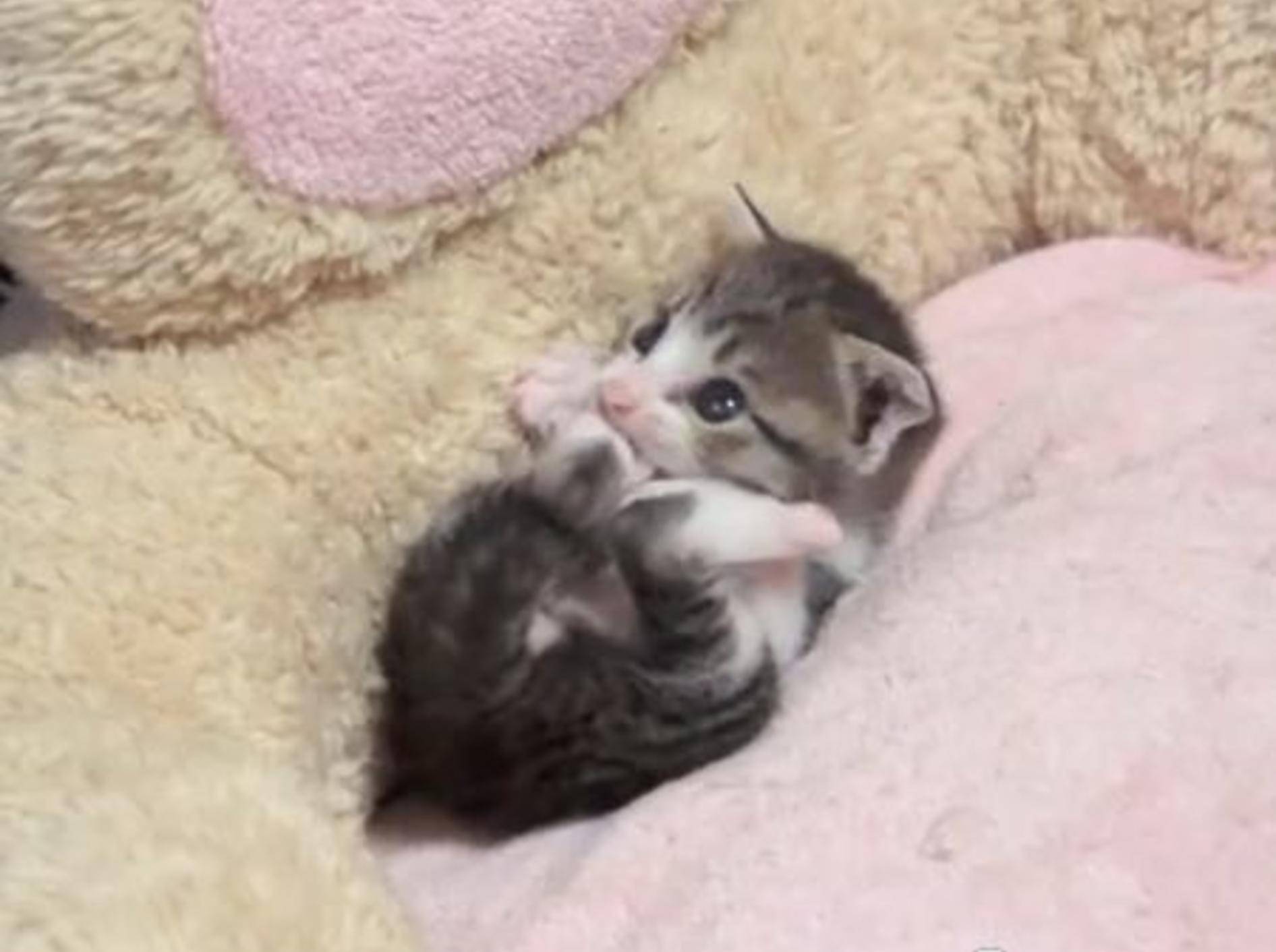 So süß: Ein Minikätzchen macht Katzenwäsche — Bild: Youtube / MAKO0MAKO0