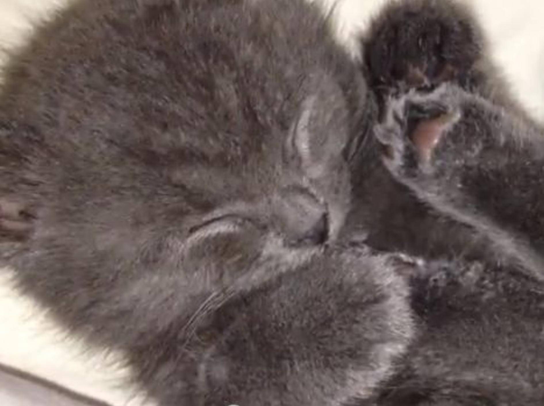 Kätzchen Percy zeigt seine Lieblings-Schlafposition — Bild: Youtube / rhb999