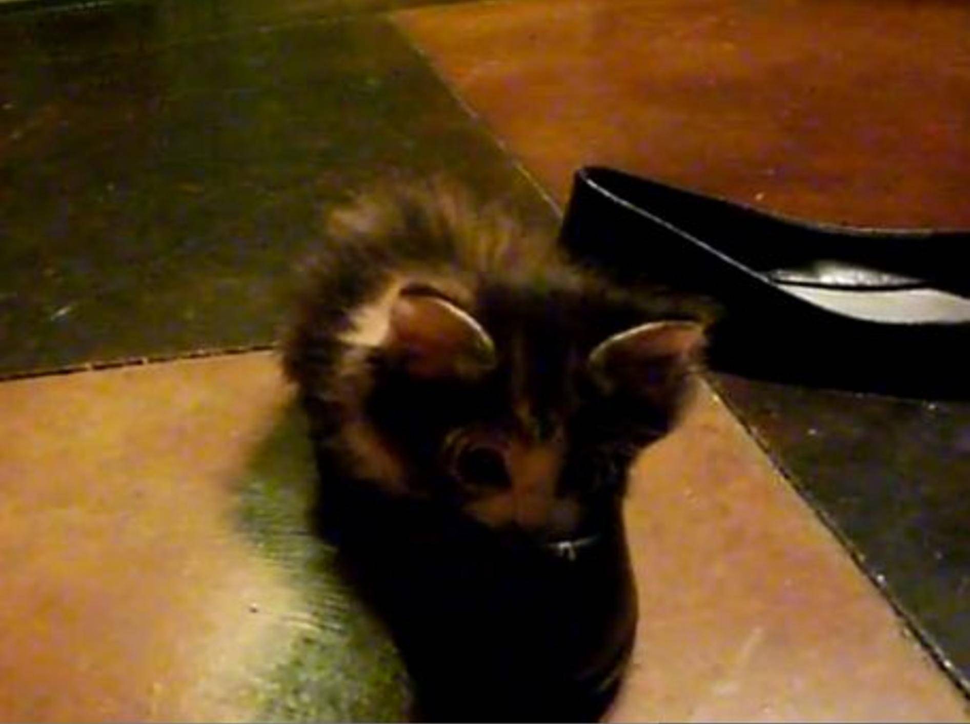 Schuhdilemma für ein Katzenbaby: Welcher ist bequemer? — Bild: Youtube / ssssdagr