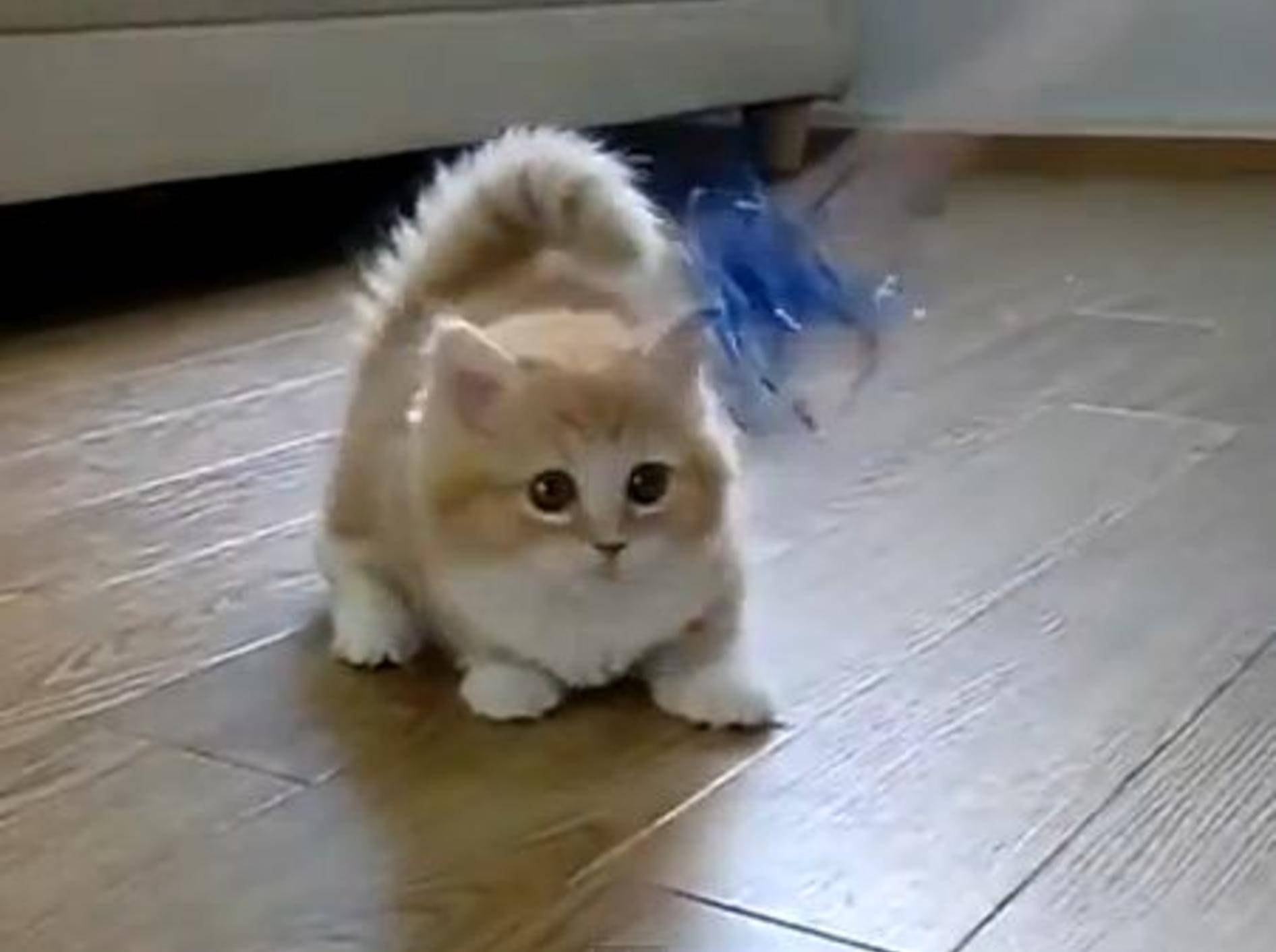 Fluffiges Katzenbaby: Auch Spielen will gelernt sein — Bild: Youtube / MrRockzstar