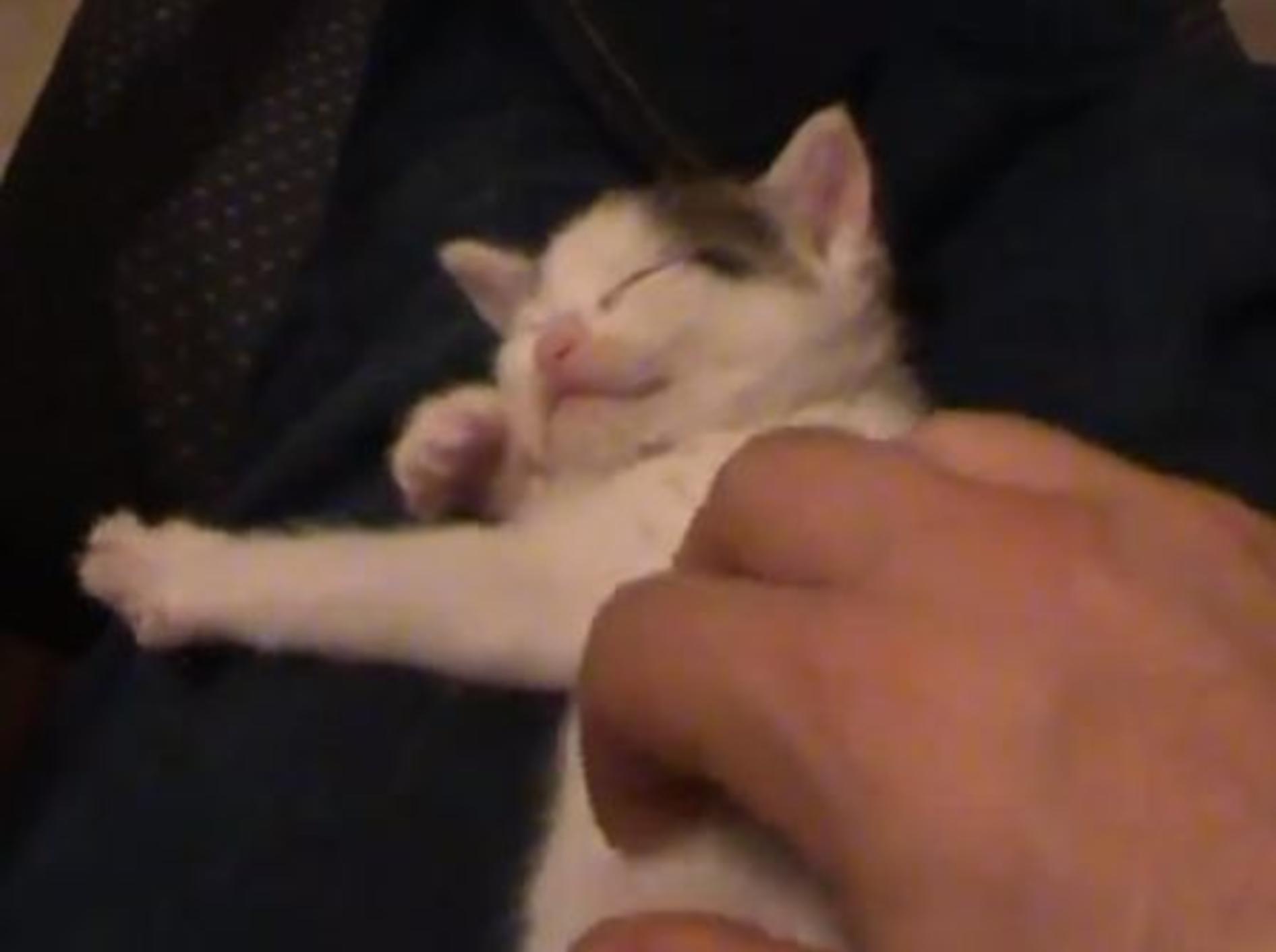 Glückliches Katzenbaby: Streicheln ist sooo schön — Bild: Youtube / RopePower1
