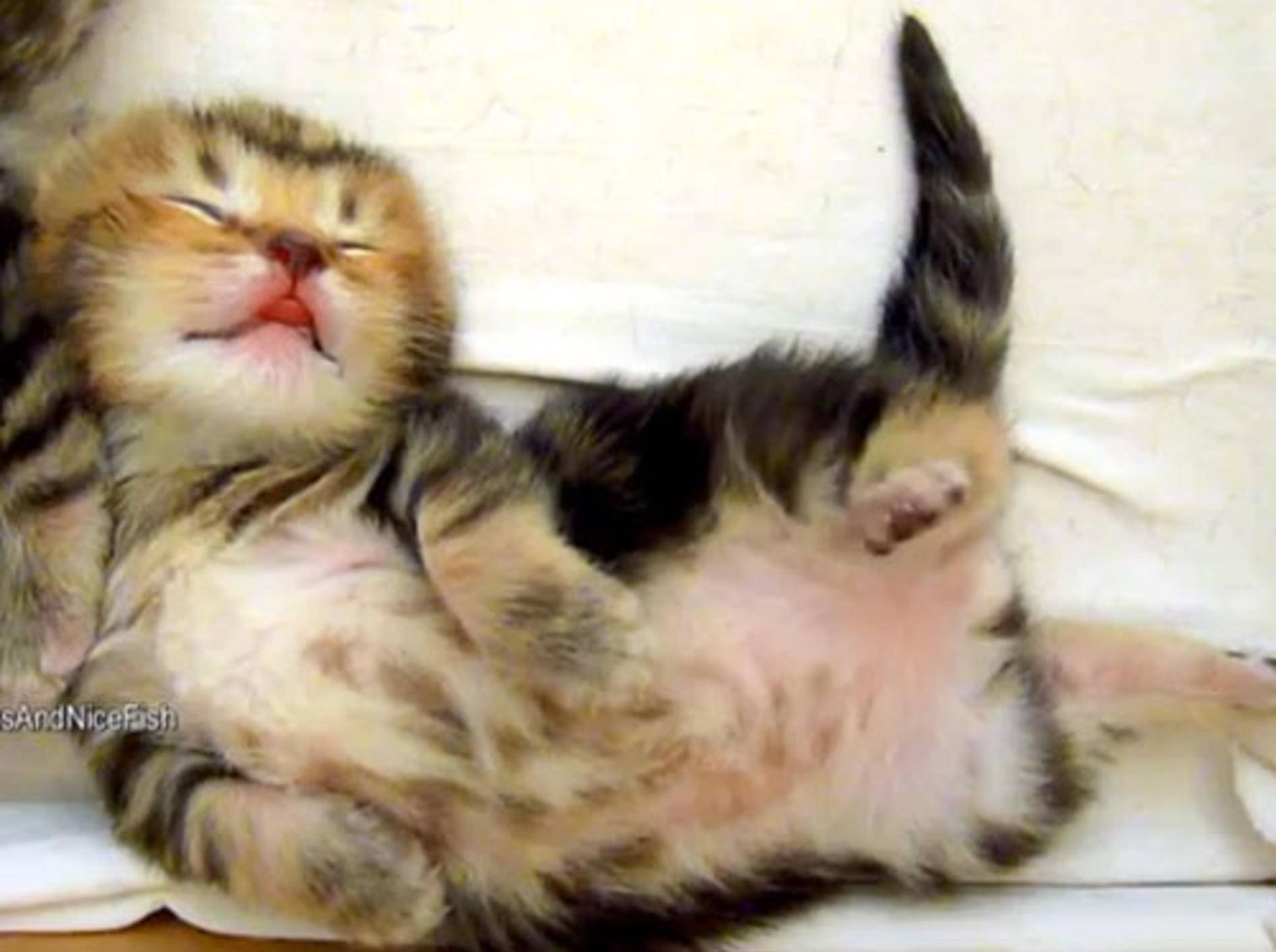 Katzenbabys im Schlaf: Süße kleine Traumtänzer — Bild: Youtube / Funnycatsandnicefish