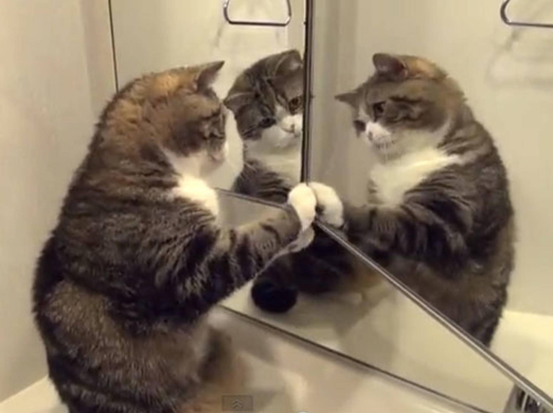 Lustiges Spiegelkabinett: Drei Marus sind besser als einer — Bild: Youtube / mugumogu