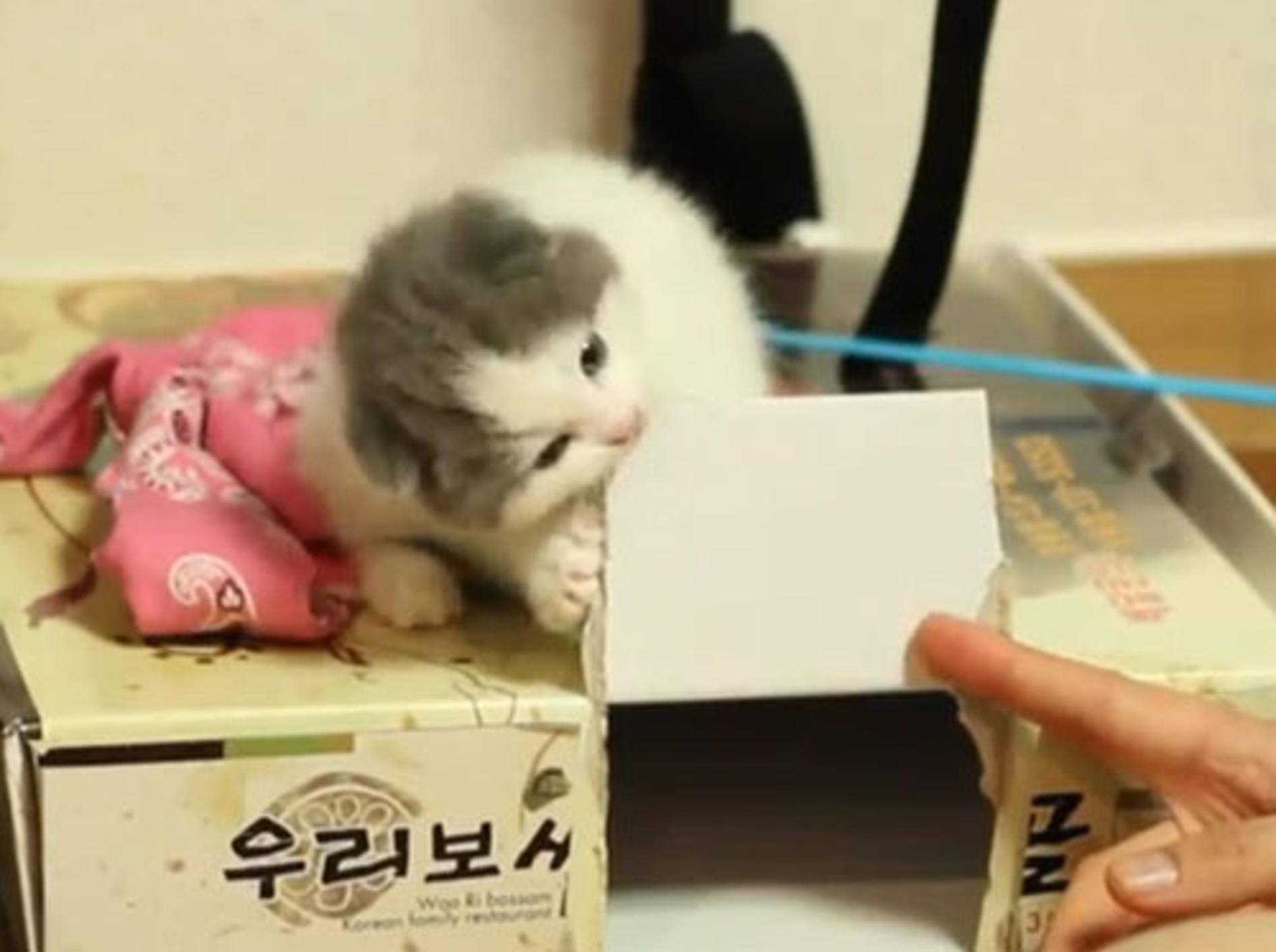 Bezauberndes Katzenbaby: Was macht man mit Kartons? — Bild: Youtube / OpenTheHappy