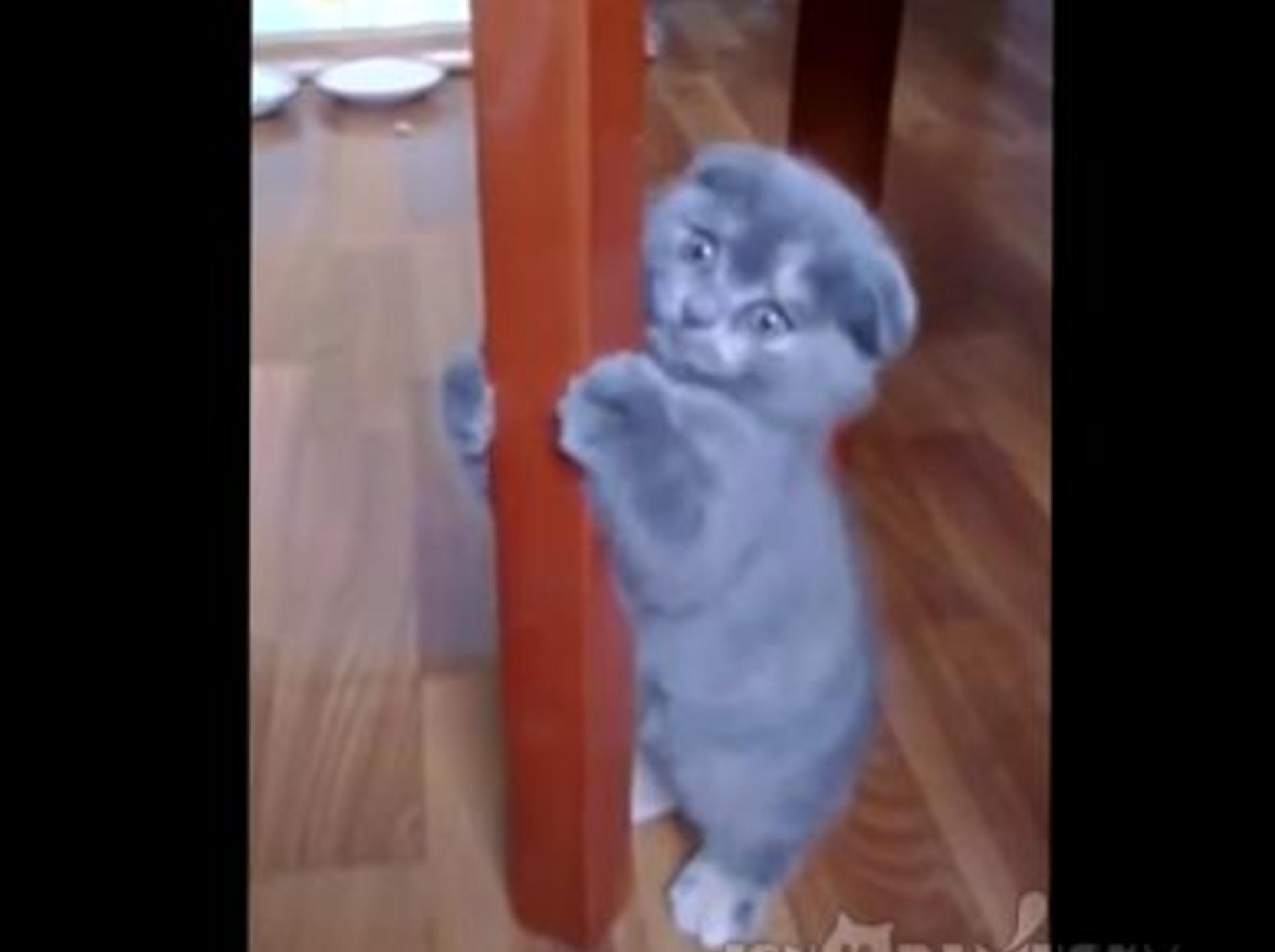 Verspieltes Katzenbaby: Guckt mal, ich kann springen! — Bild: Youtube / ignoramusky