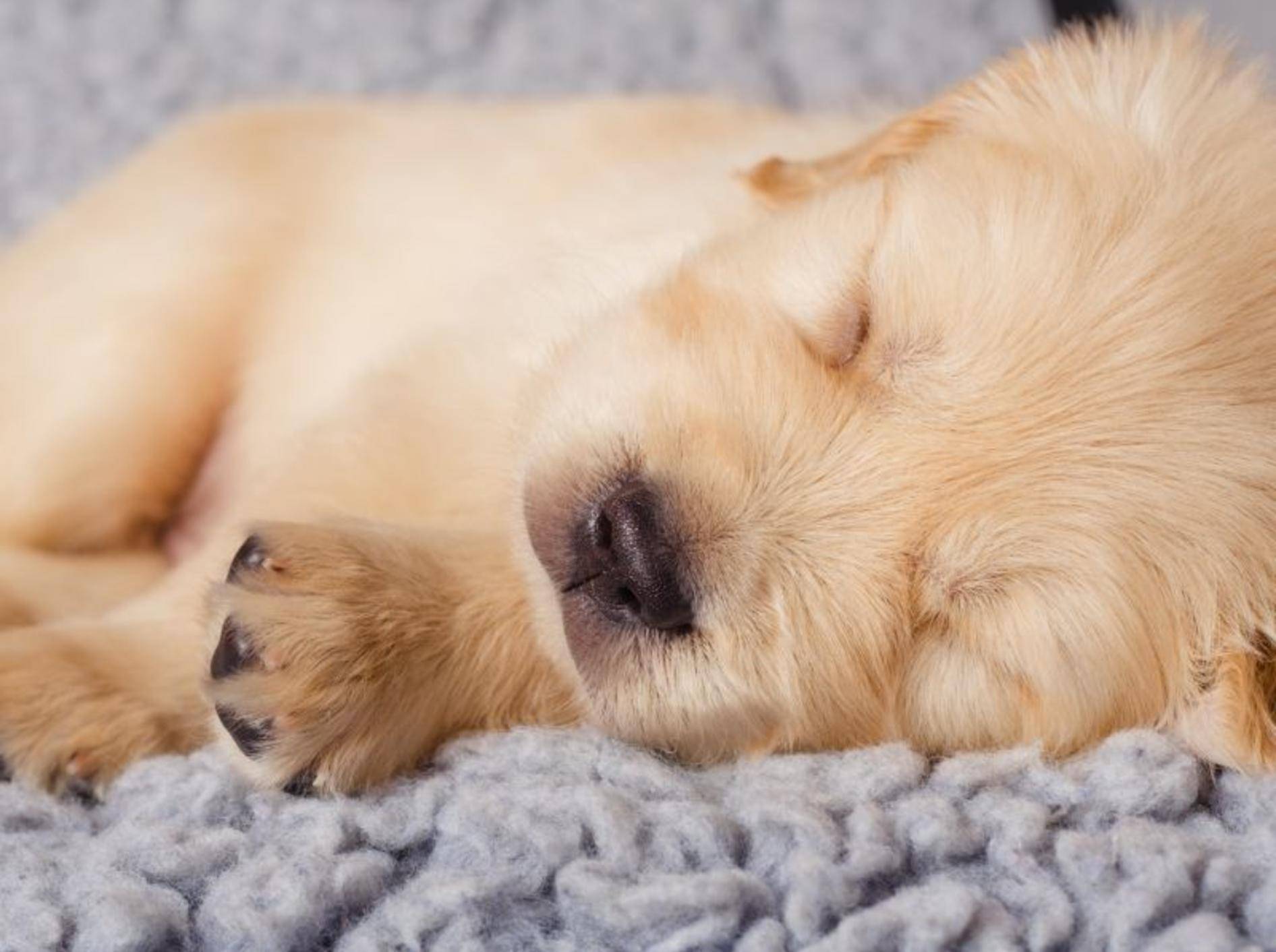 Tierisch schön: Die zehn süßesten Schlafmützen der Welt — Bild: Shutterstock / YuliaPodlesnova