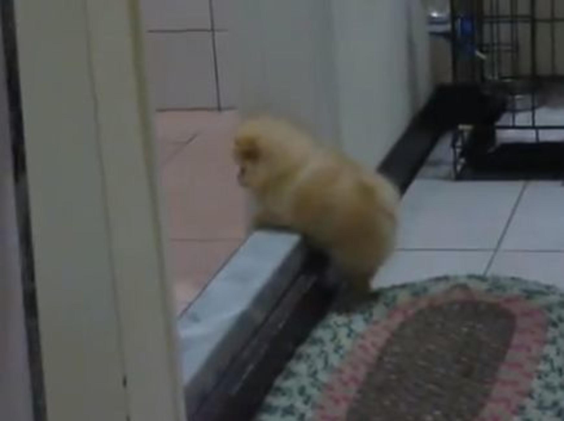 Flauschiger kleiner Spitz übt Treppensteigen — Bild: Youtube / baby5313
