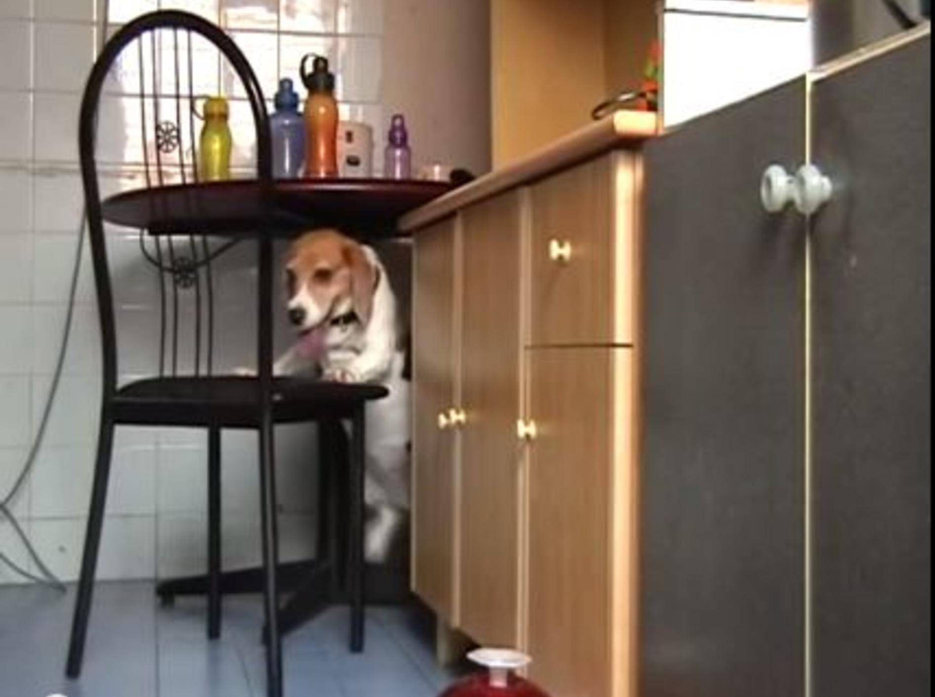 Ein Hund kam in die Küche: Frecher Dieb mopst Essen — Bild: Youtube / ChengSee